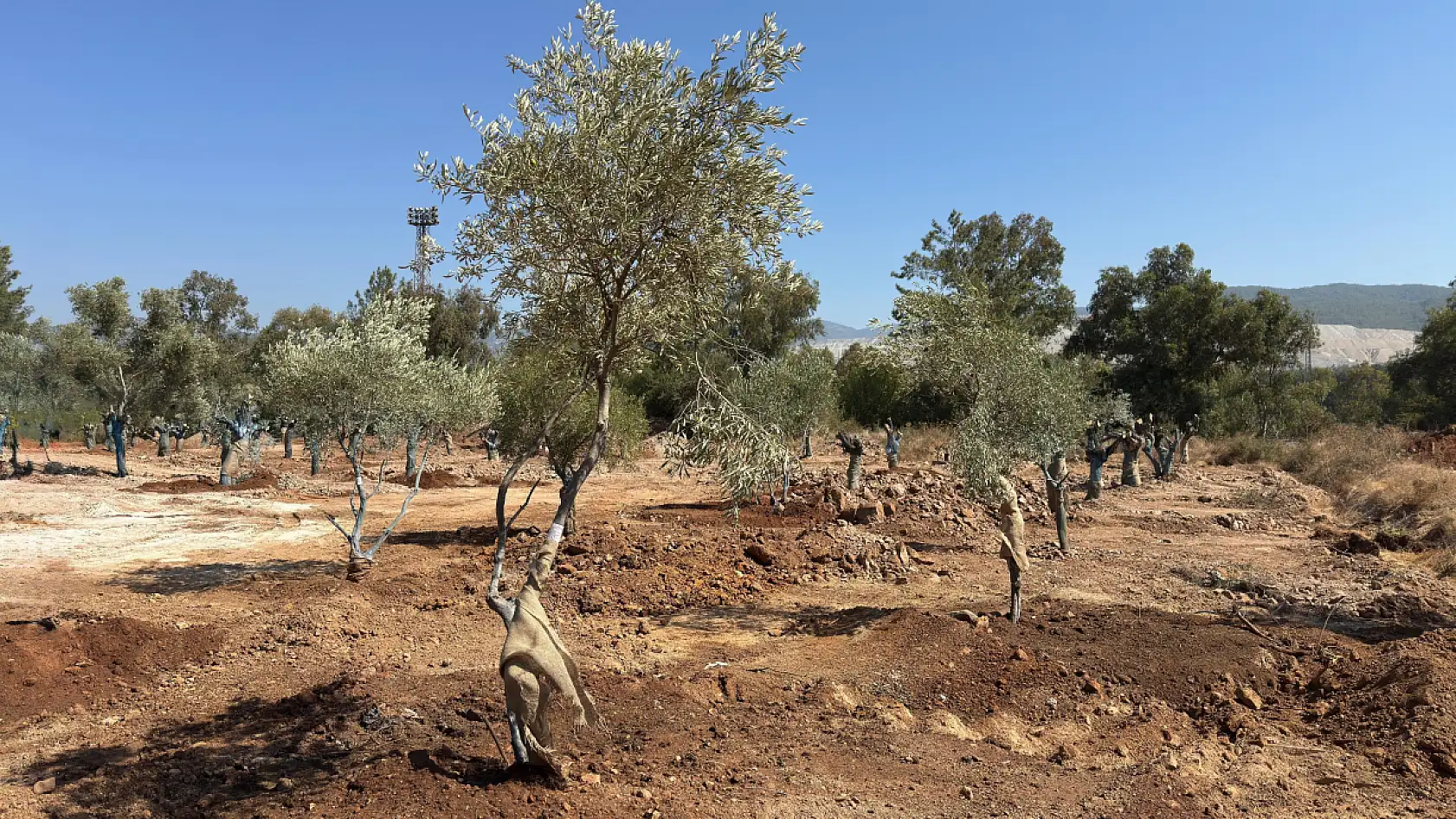 Muğla'da zeytin ağaçları bilimsel yöntemlerle yeni yerlerine taşındı