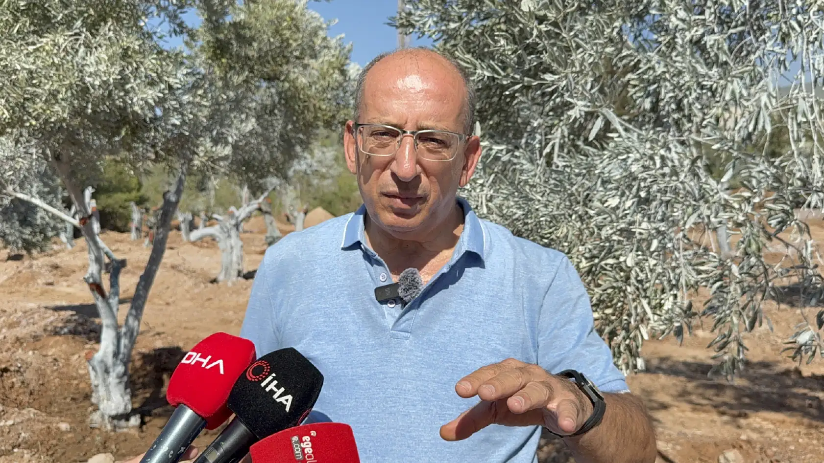 Milas'ta 151 zeytin ağacı doğal saksı yöntemiyle yeni yerlerine taşındı