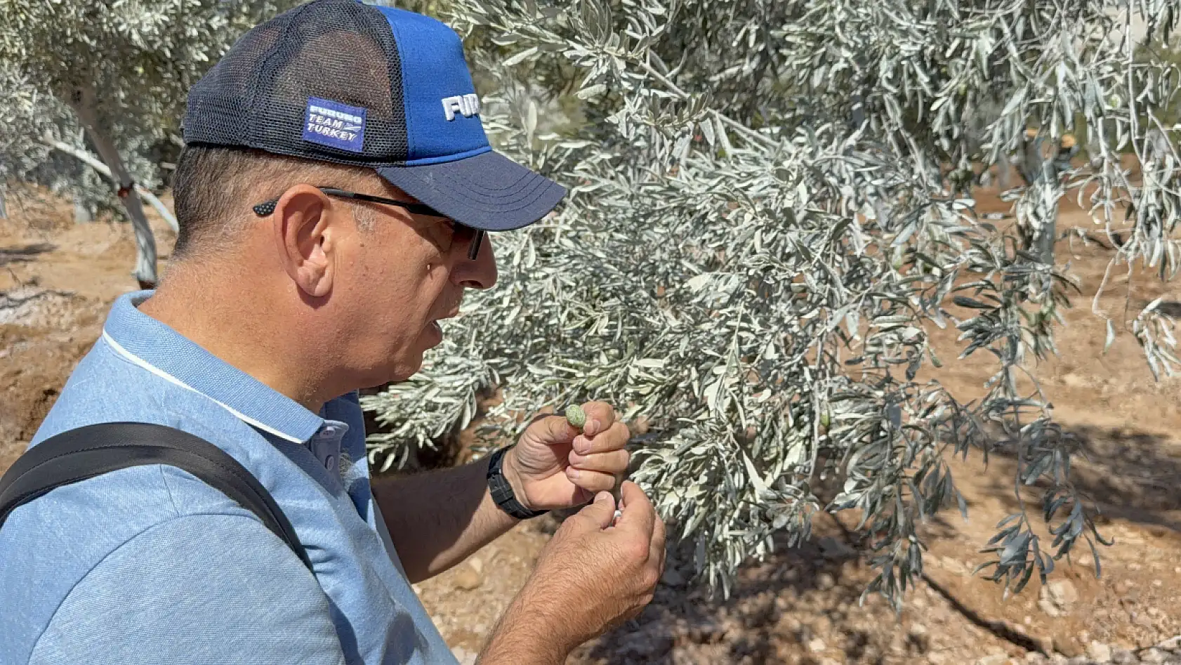 Milas'ta 151 zeytin ağacı doğal saksı yöntemiyle yeni yerlerine taşındı