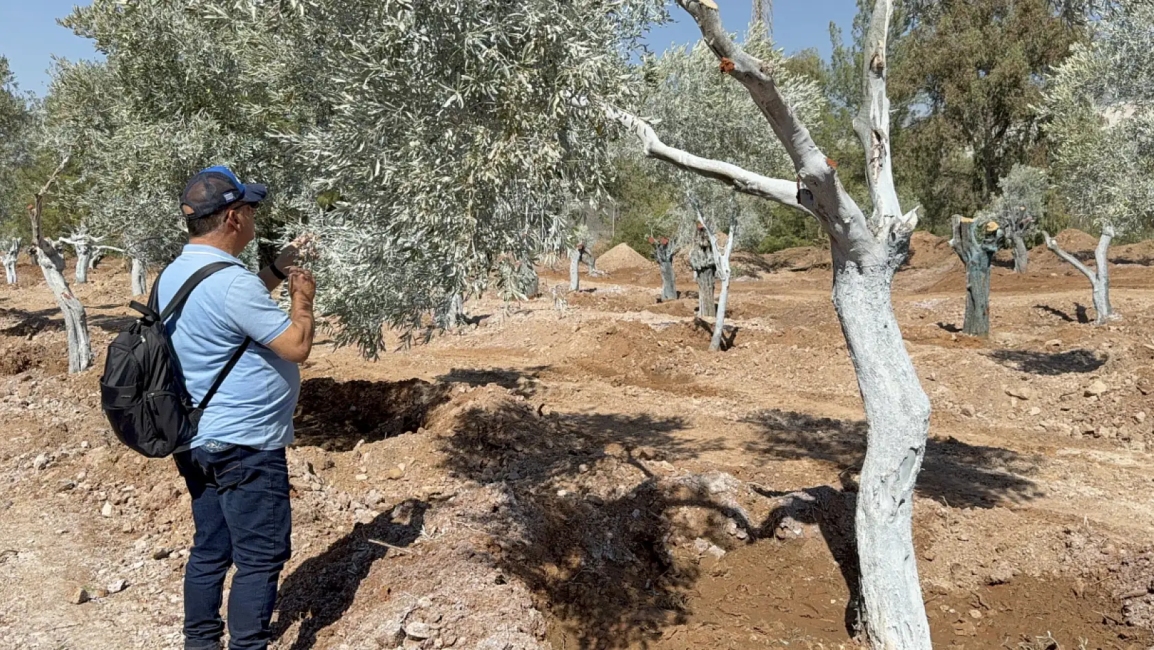 Milas'ta 151 zeytin ağacı doğal saksı yöntemiyle yeni yerlerine taşındı