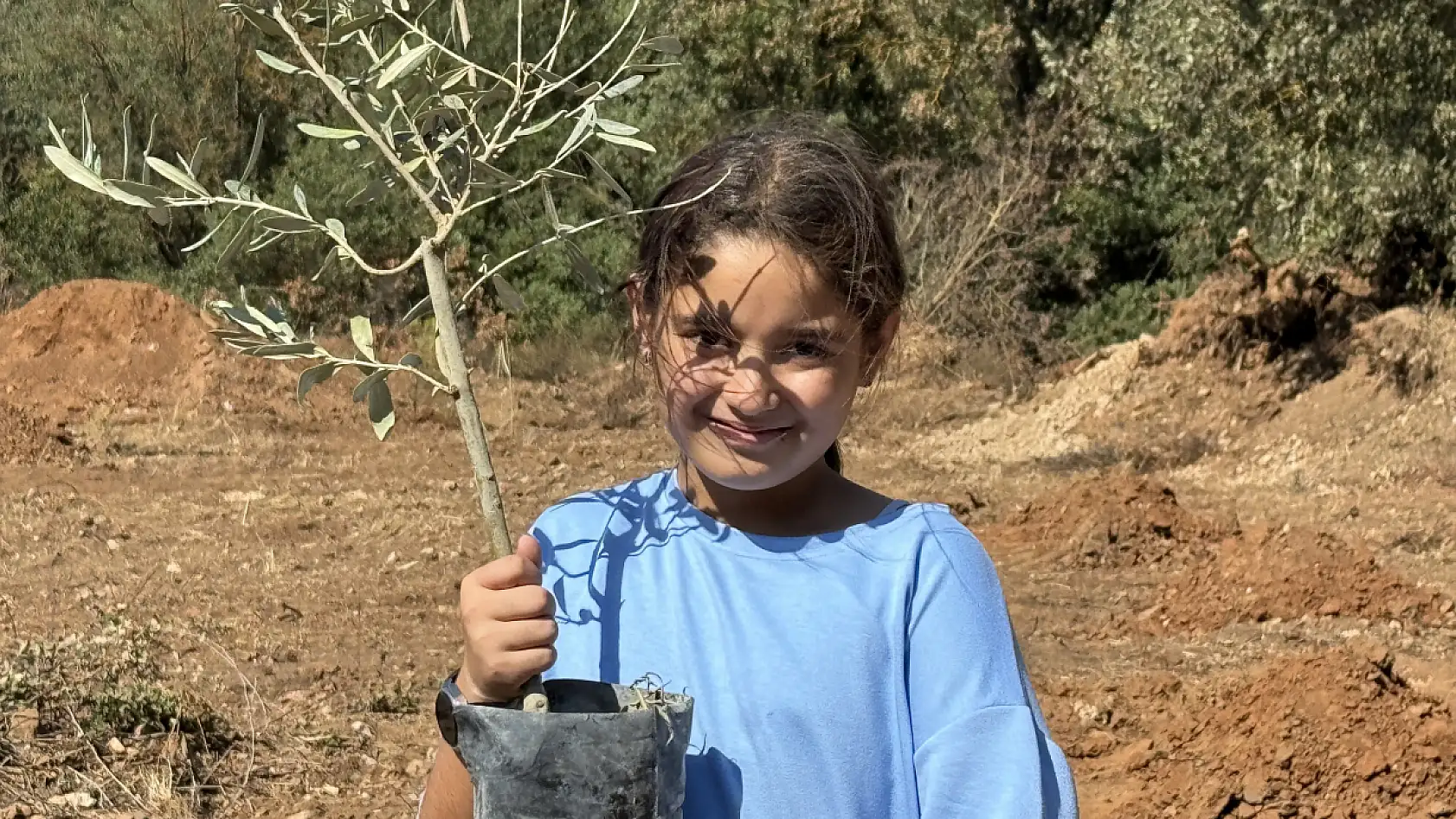 Milas'ta ilkokul öğrencileri 300 zeytin fidanını toprakla buluşturdu