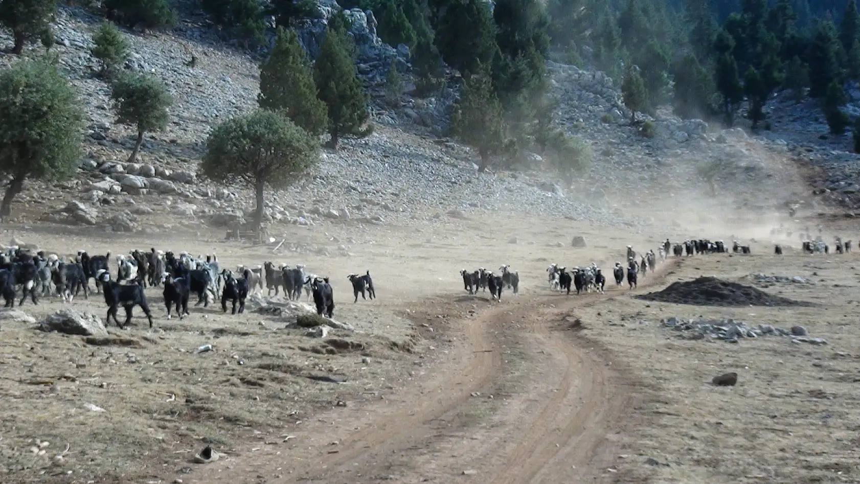 Yörüklerin 4 aydır kaldıkları yaylalardan dönüşleri başladı