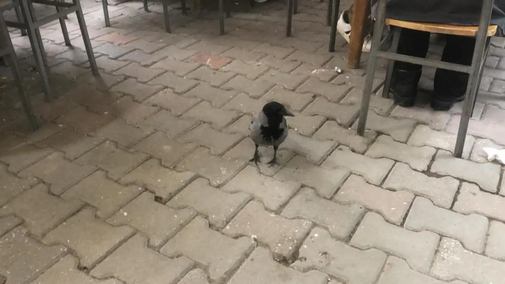 Datça'da Kuaförün Sahiplendiği Karga Her Gün Kahveye Gidiyor