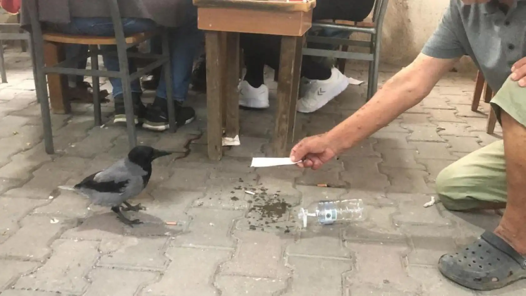 Datça'da Kuaförün Sahiplendiği Karga Her Gün Kahveye Gidiyor