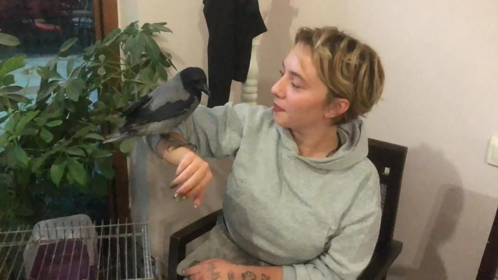 Datça'da Kuaförün Sahiplendiği Karga Her Gün Kahveye Gidiyor