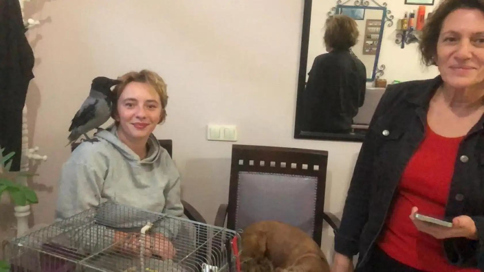 Datça'da Kuaförün Sahiplendiği Karga Her Gün Kahveye Gidiyor