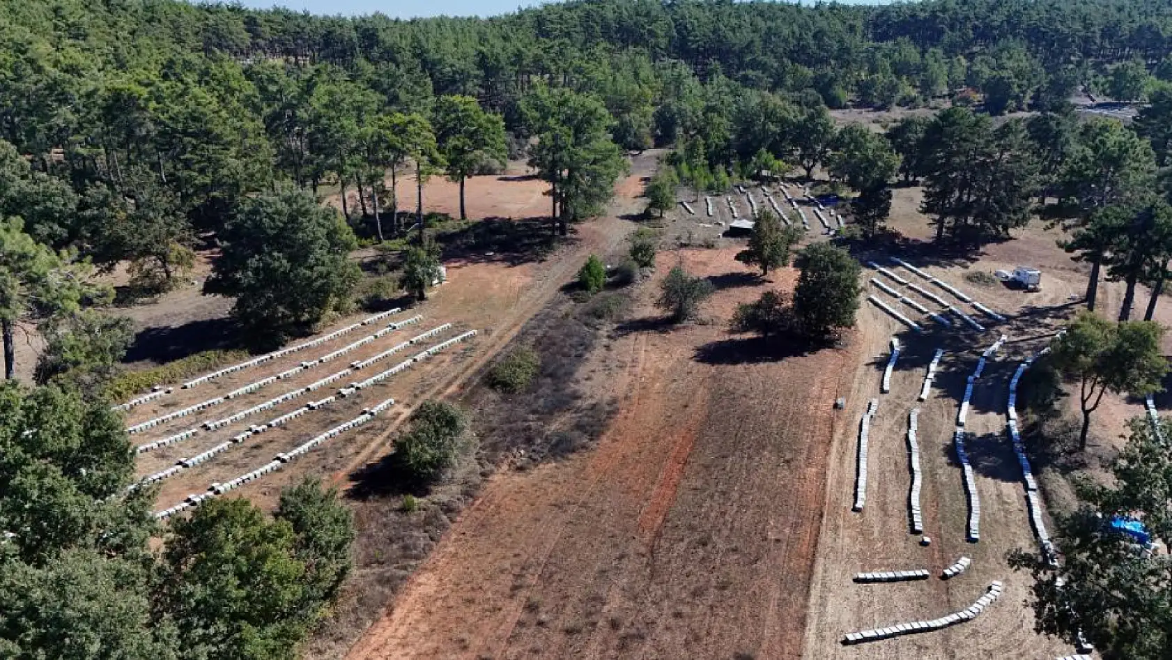 Muğla'da çam balında rekolte sevinci