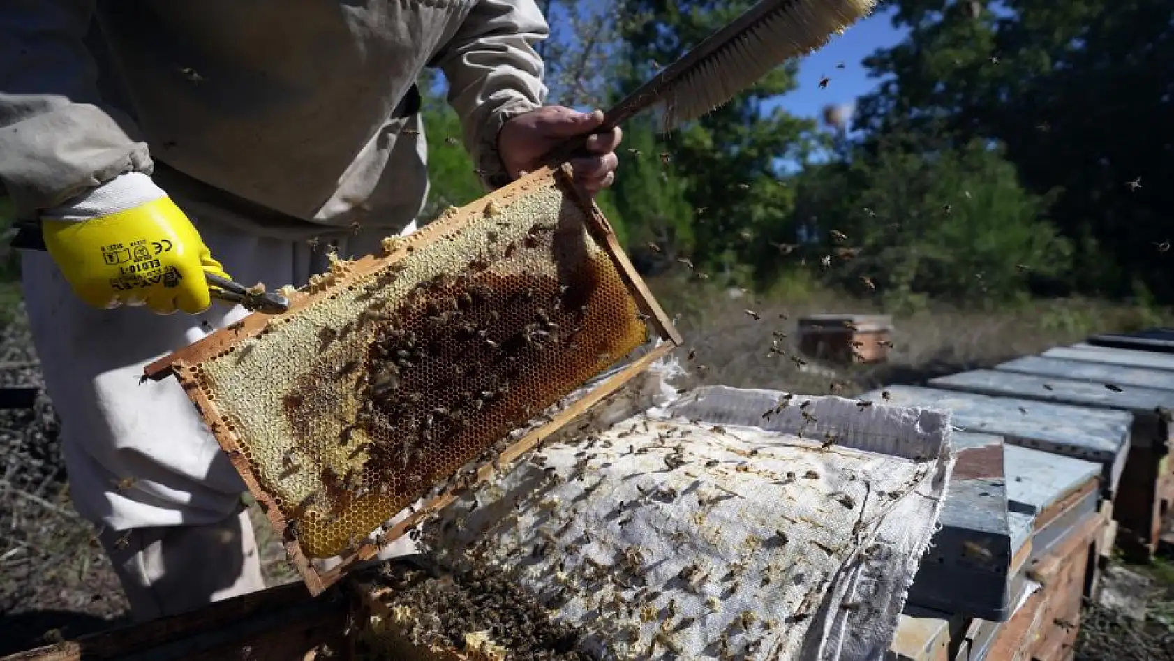 Muğla'da çam balında rekolte sevinci