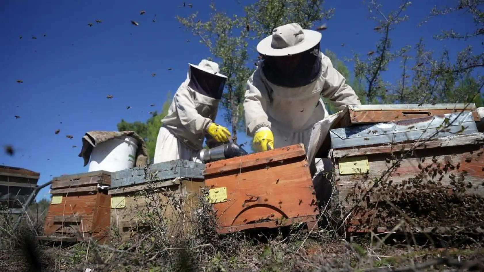 Muğla'da çam balında rekolte sevinci