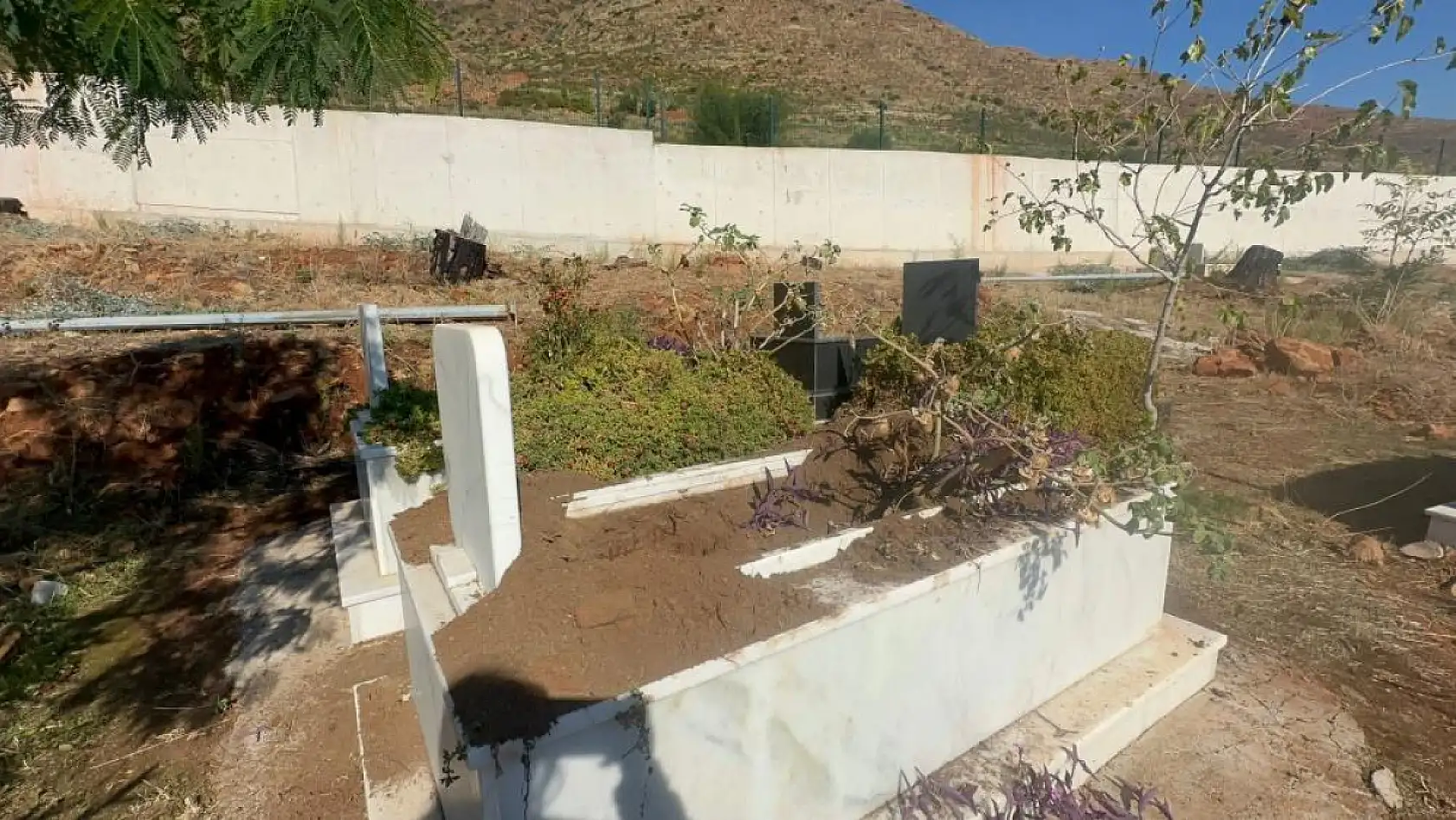 Marmaris'te yaban domuzlarının yeni adresi mezarlıklar