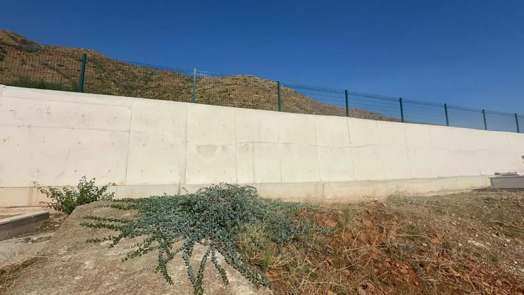 Marmaris'te yaban domuzlarının yeni adresi mezarlıklar