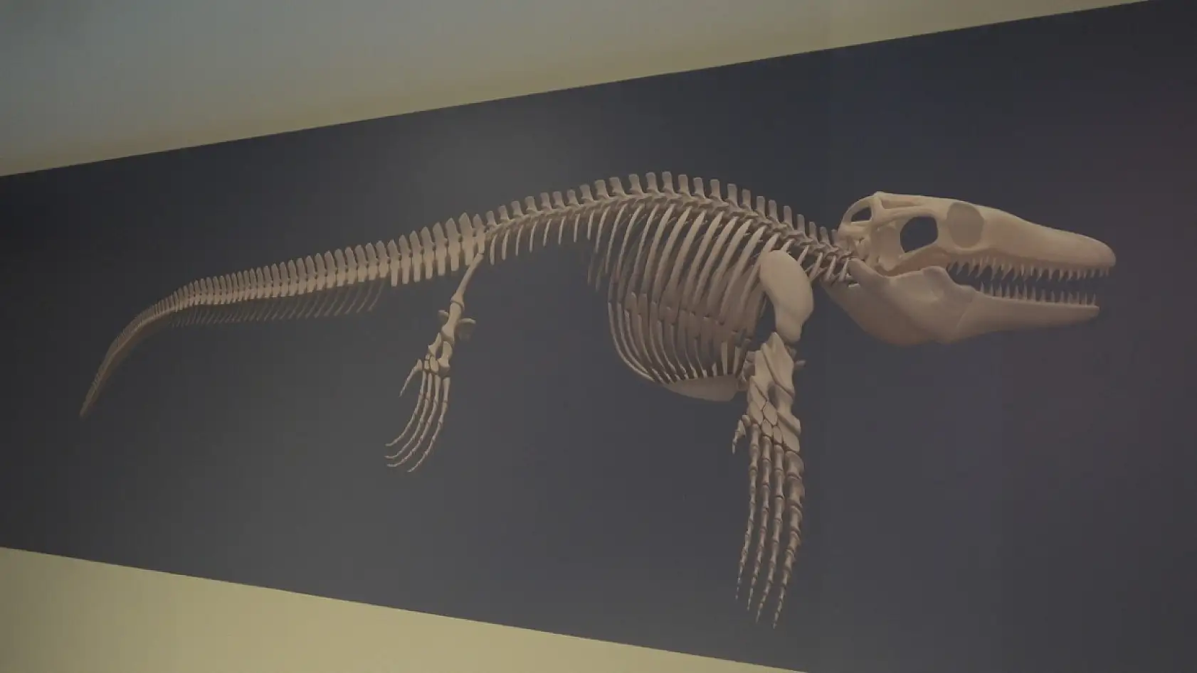 Türk profesör, Asya'da ilk kez keşfedilen 'Denizlerin Dinozoru' nu anlattı