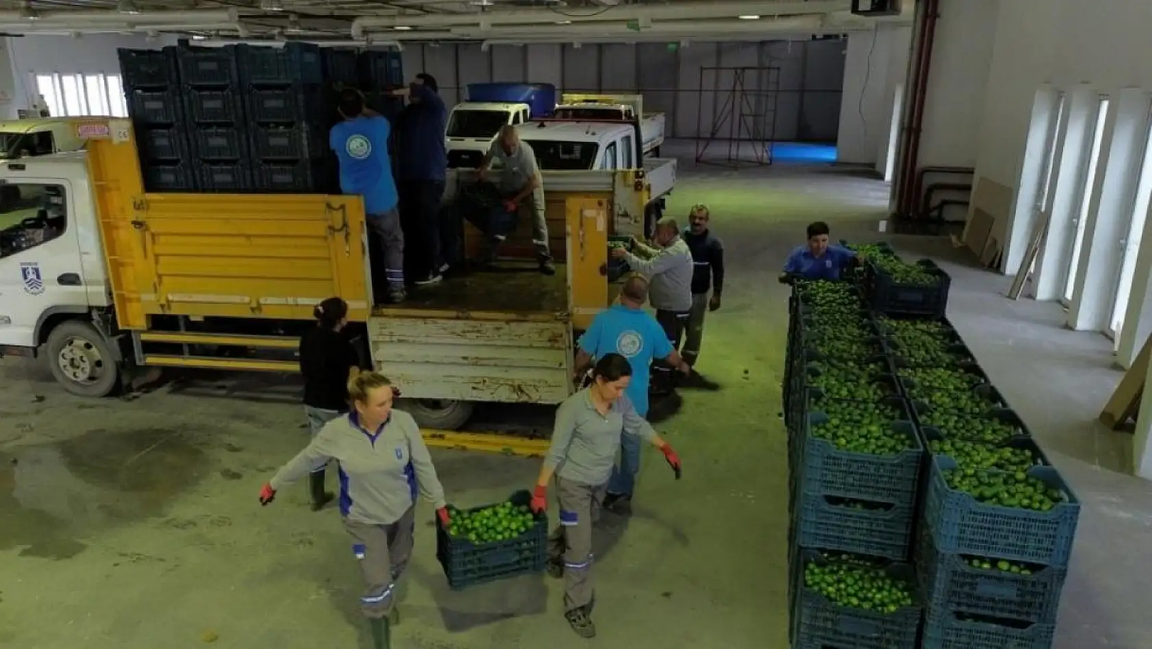 Bodrum'da 72 üreticiden 55 ton yeşil mandalin alındı