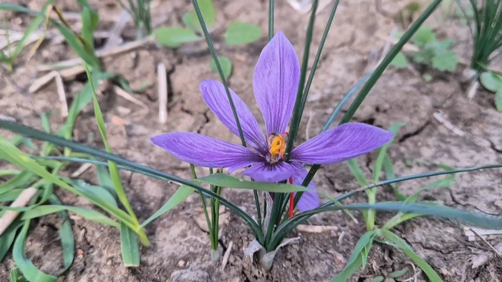 Bu baharatın kilosu 600 bin TL: Topraktan servet fışkırıyor