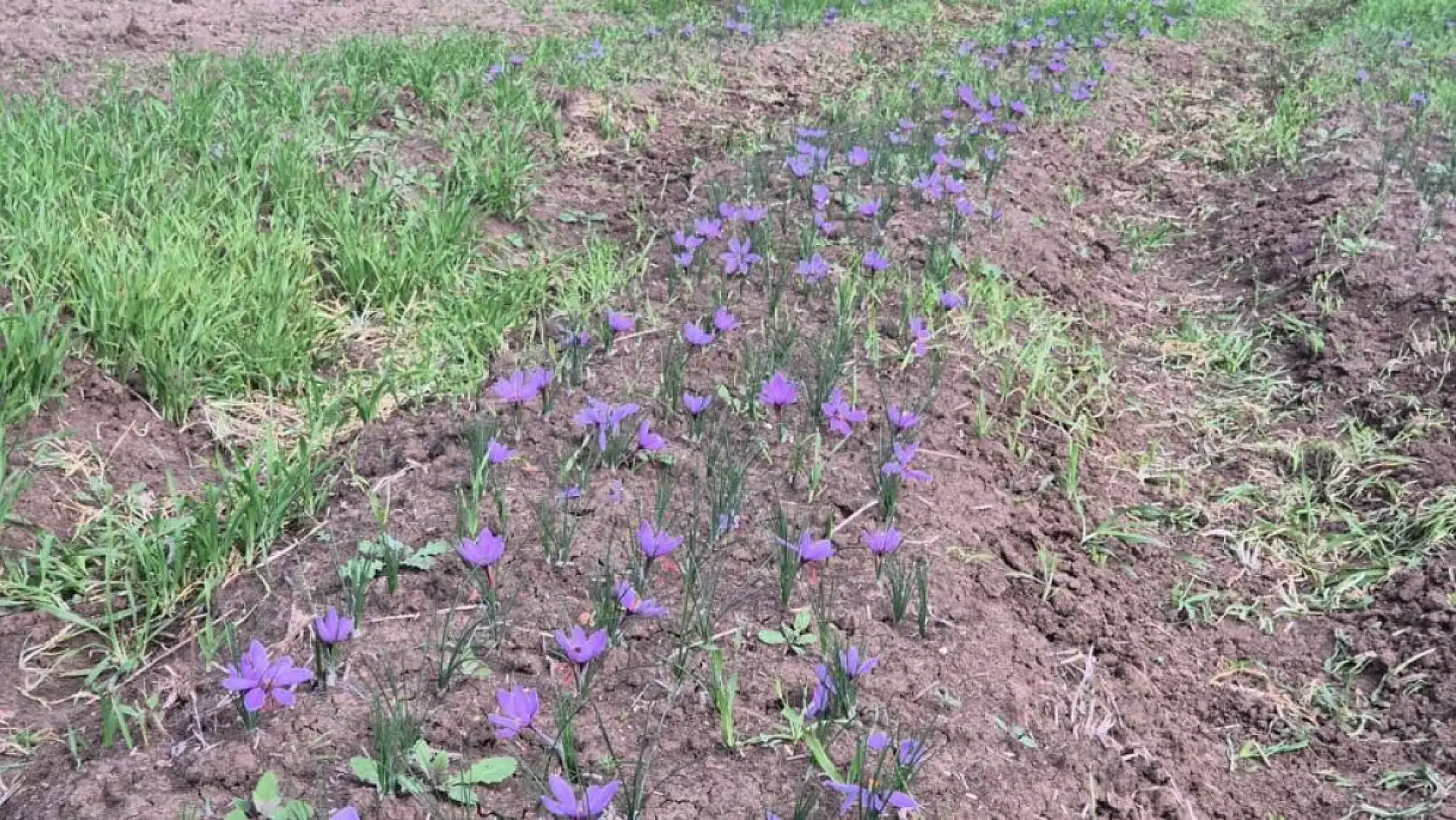 Bu baharatın kilosu 600 bin TL: Topraktan servet fışkırıyor