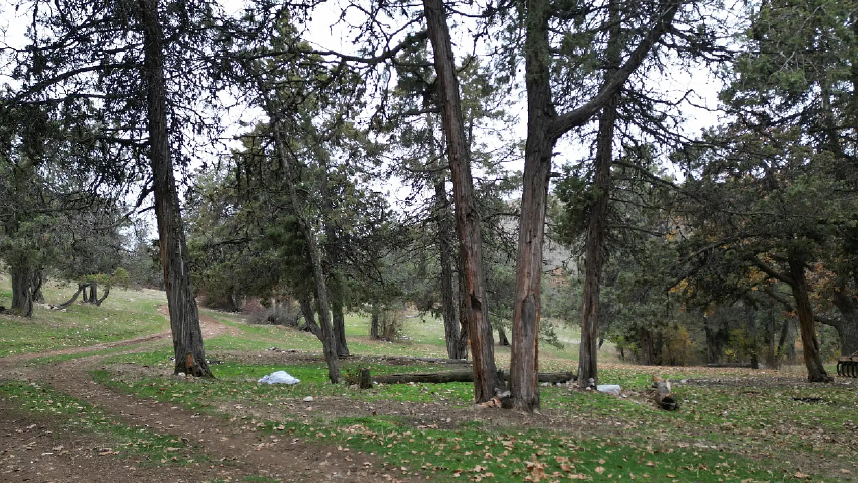 Bu ormana asırlardır balta girmiyor, kuruyup yıkılan ağaçlarda ormanda bırakılıyor