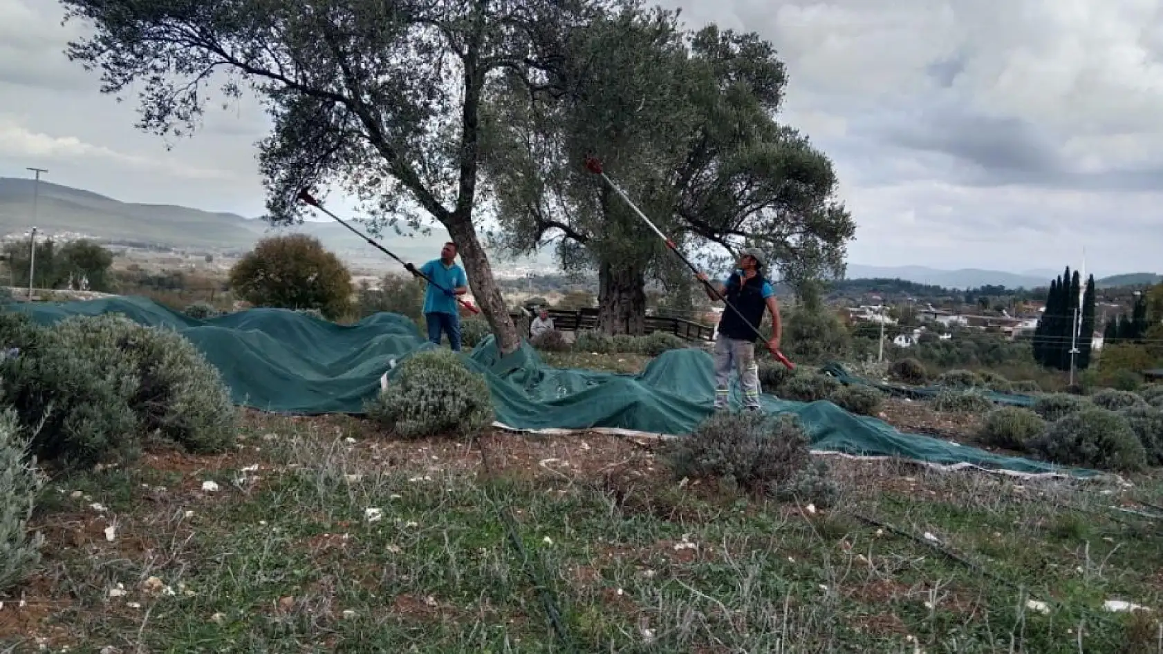 Bodrum'da zeytin hasadı başladı