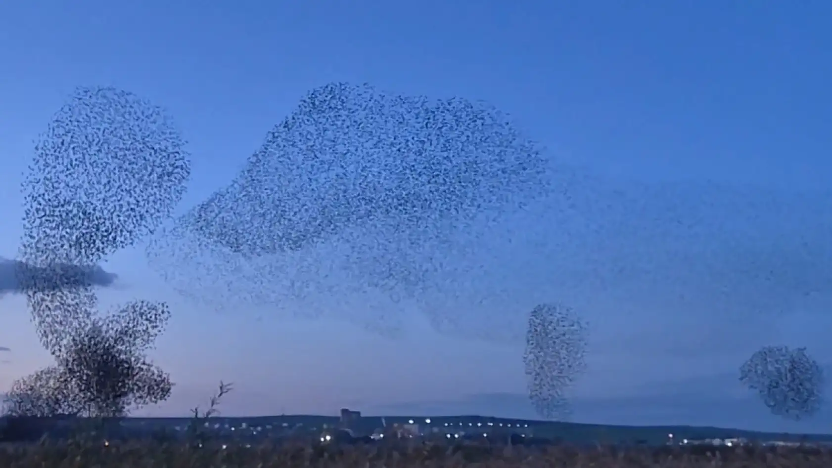 Gökyüzünde terapi etkisi: Sığırcıklardan muhteşem dans