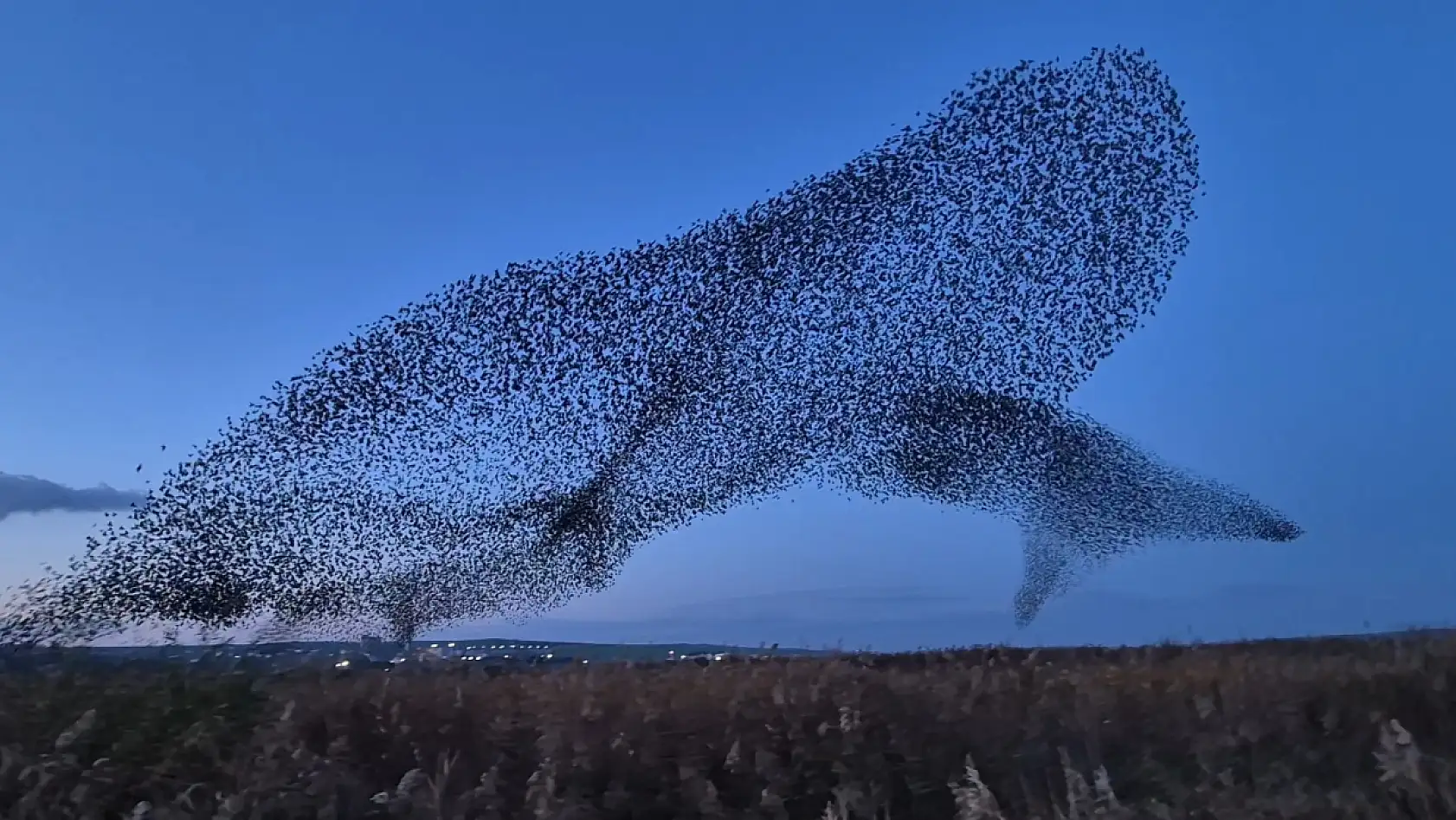 Gökyüzünde terapi etkisi: Sığırcıklardan muhteşem dans