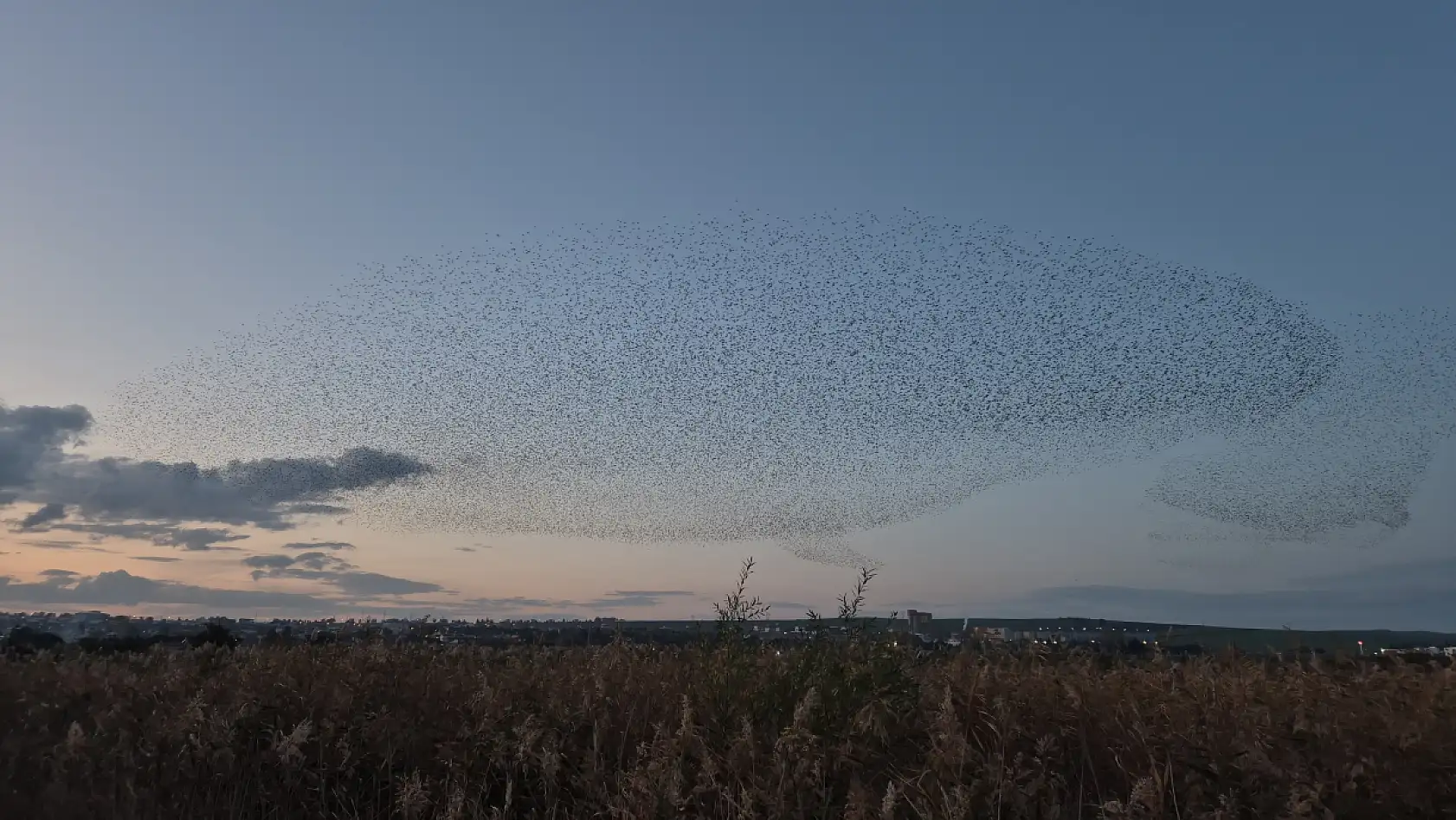 Gökyüzünde terapi etkisi: Sığırcıklardan muhteşem dans