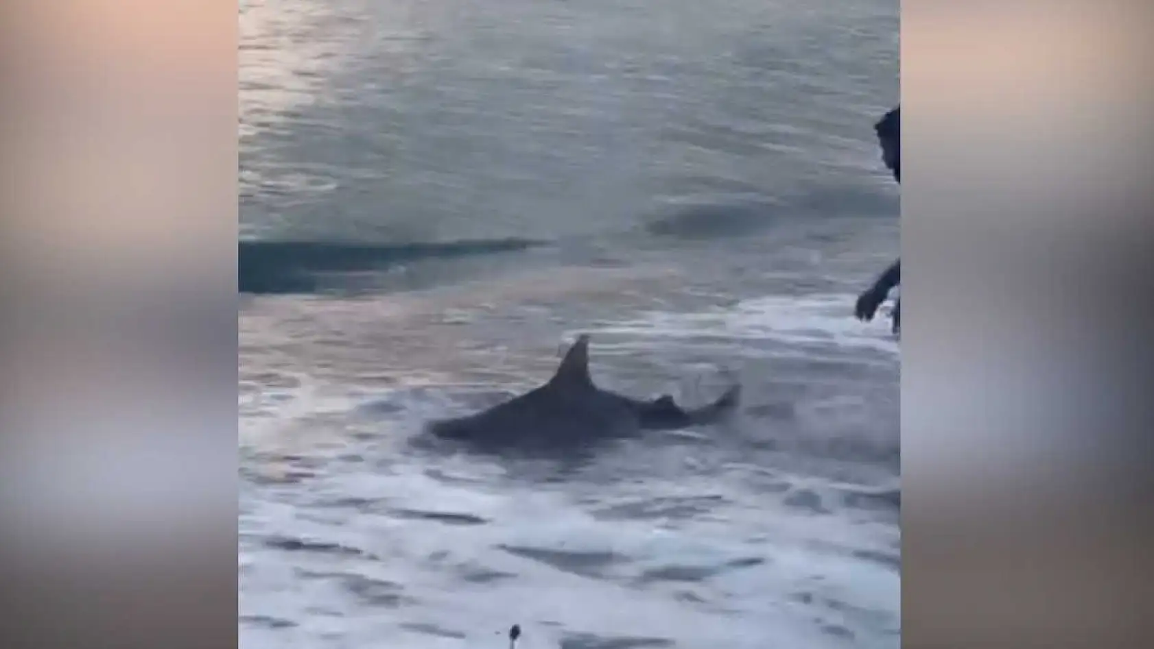 Amatör kıyı balıkçısının oltasına köpek balığı takıldı