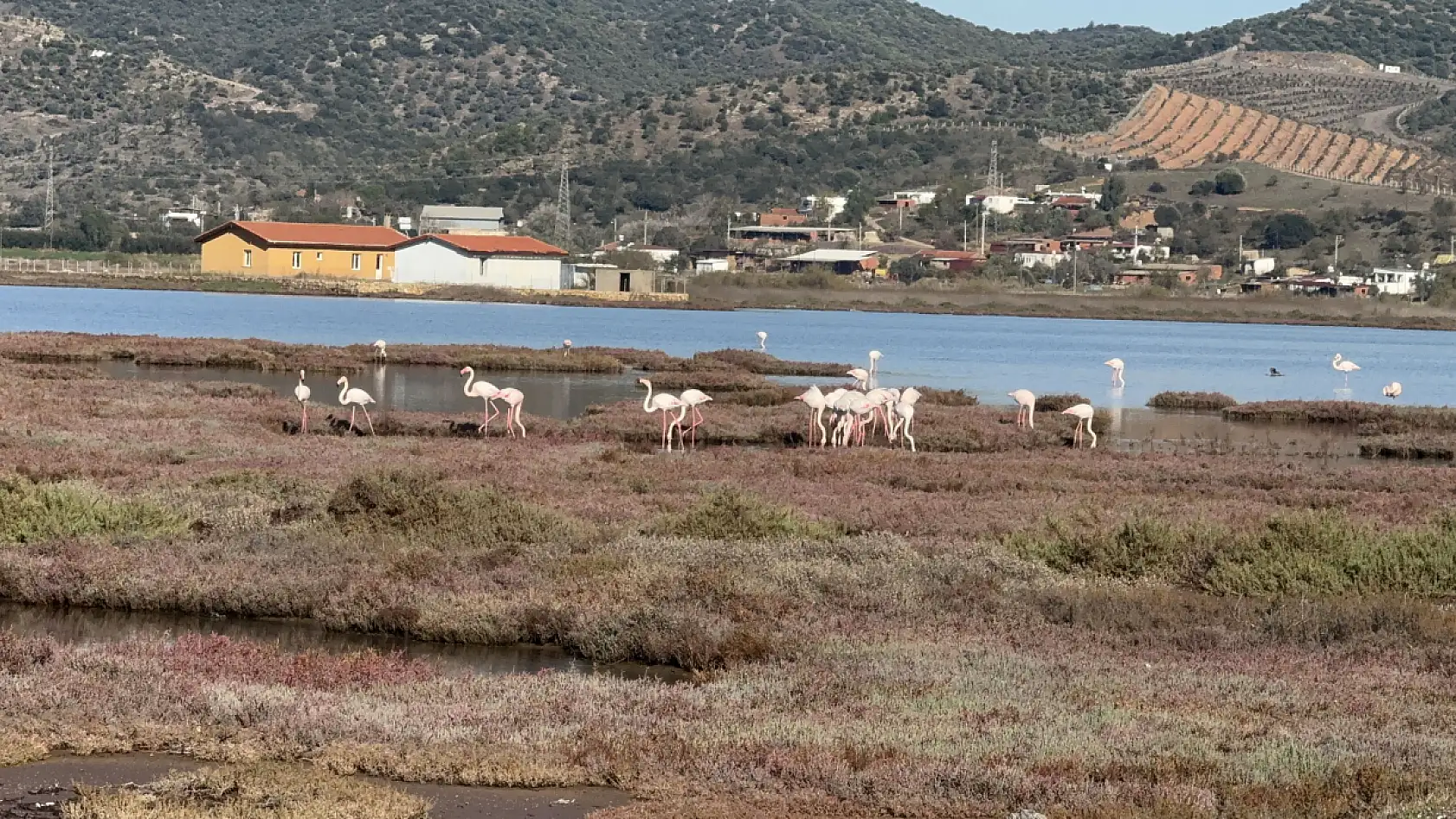 Bodrum ve Milas arasında yer alan Tuzla Sulak Alanı flamingolarla renkleniyor