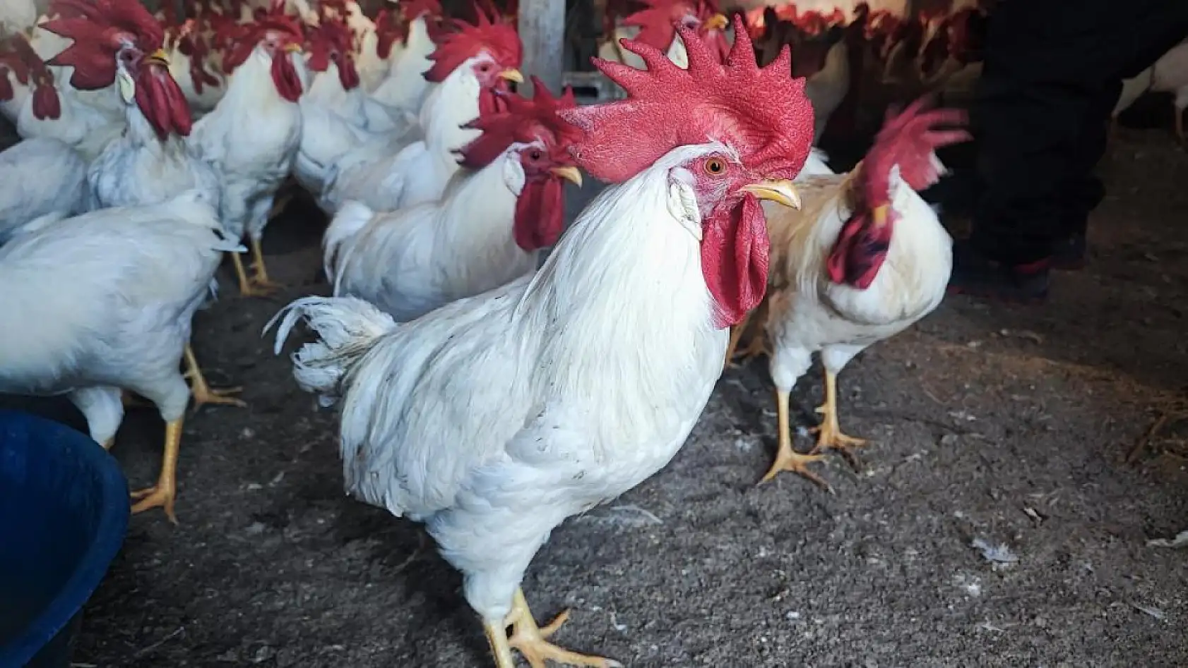 'Hobi Olsun Diye Başladı' 3 Yılda 850 Horozluk Dev Çiftliğe Ulaştı