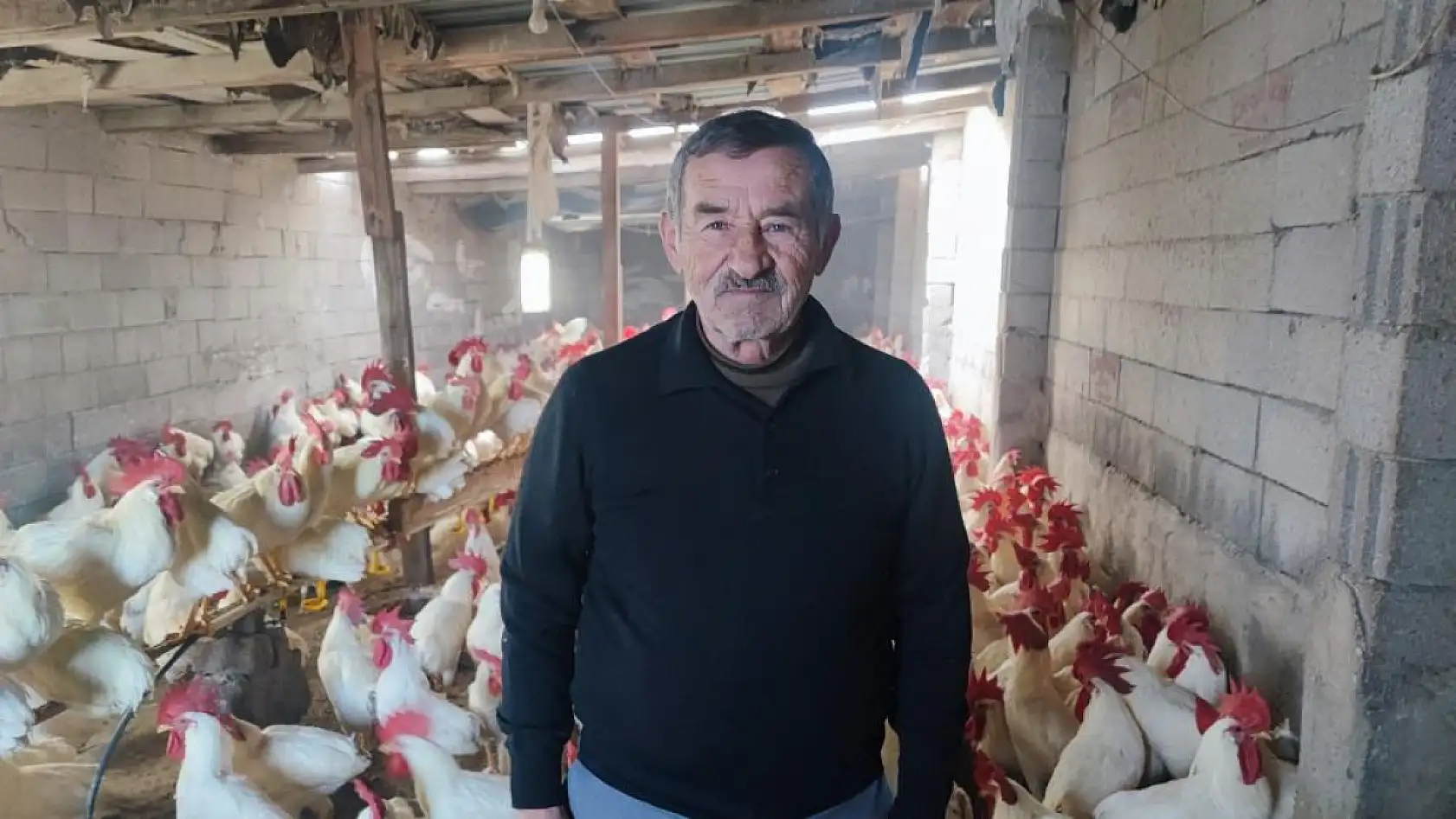 'Hobi Olsun Diye Başladı' 3 Yılda 850 Horozluk Dev Çiftliğe Ulaştı