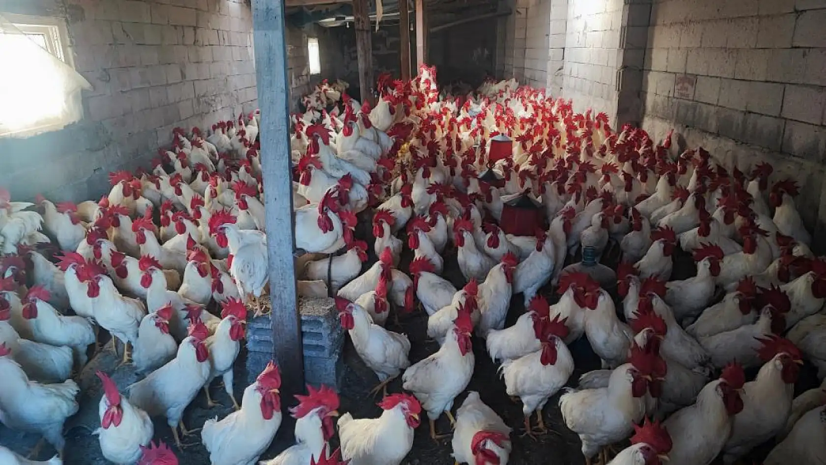 'Hobi Olsun Diye Başladı' 3 Yılda 850 Horozluk Dev Çiftliğe Ulaştı