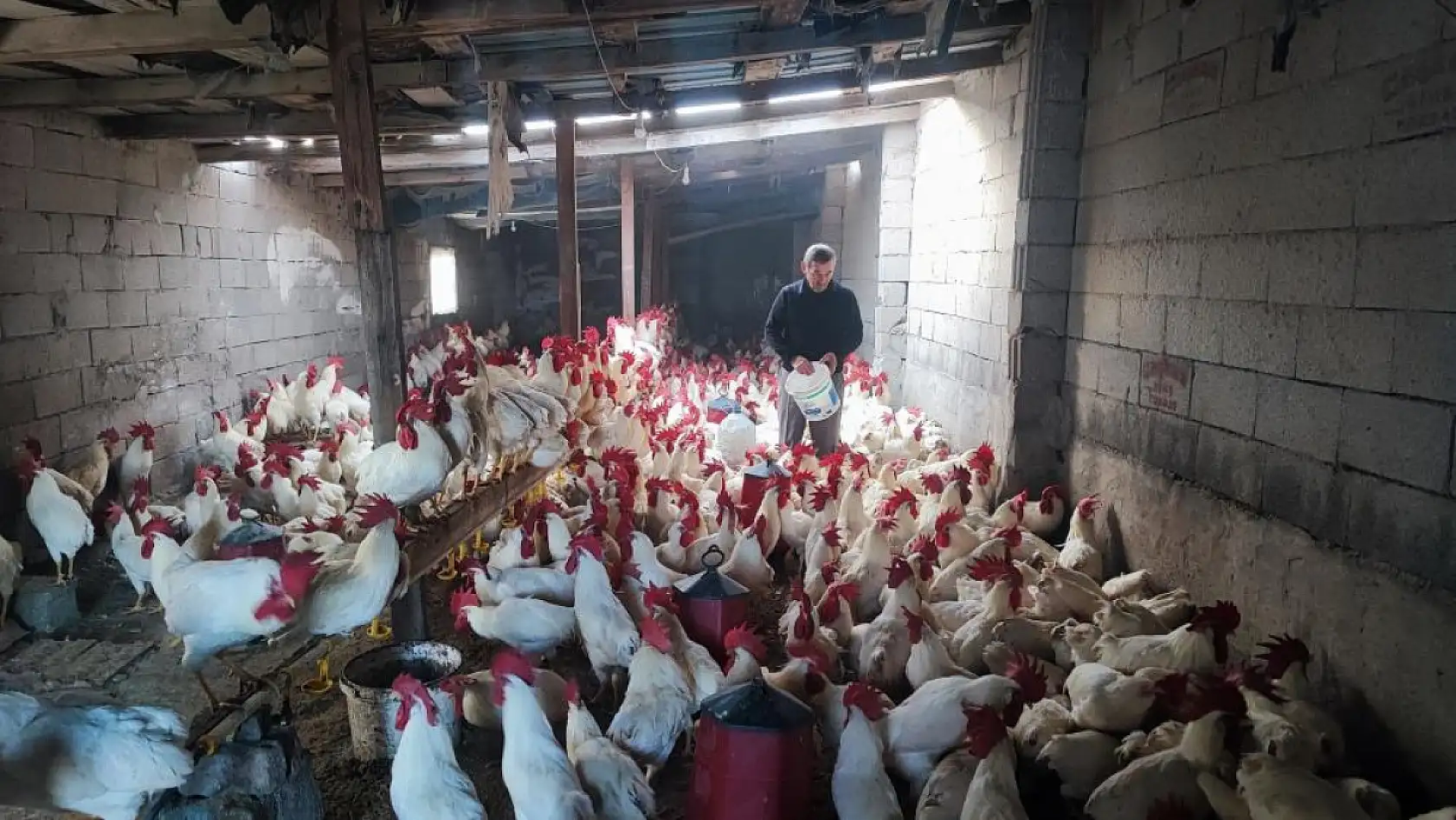 'Hobi Olsun Diye Başladı' 3 Yılda 850 Horozluk Dev Çiftliğe Ulaştı