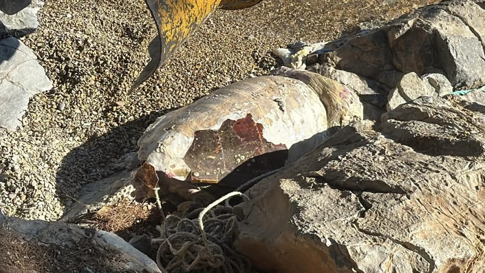 Bodrum sahiline vuran caretta caretta vinçle kaldırıldı