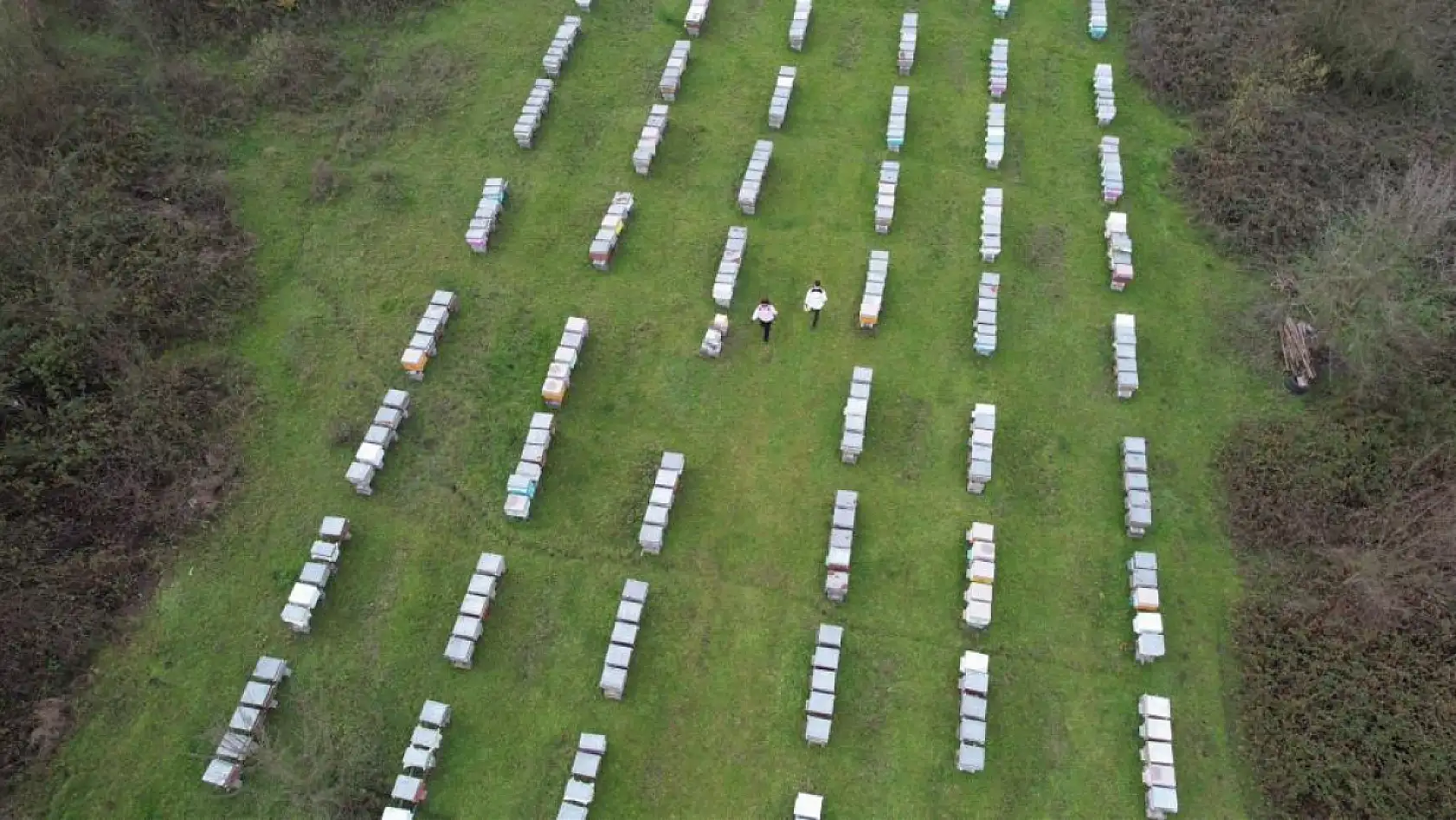 Dededen gelen arıcılığı profesyonelleştirdi, ürettiği bal dünyada zirveye çıktı