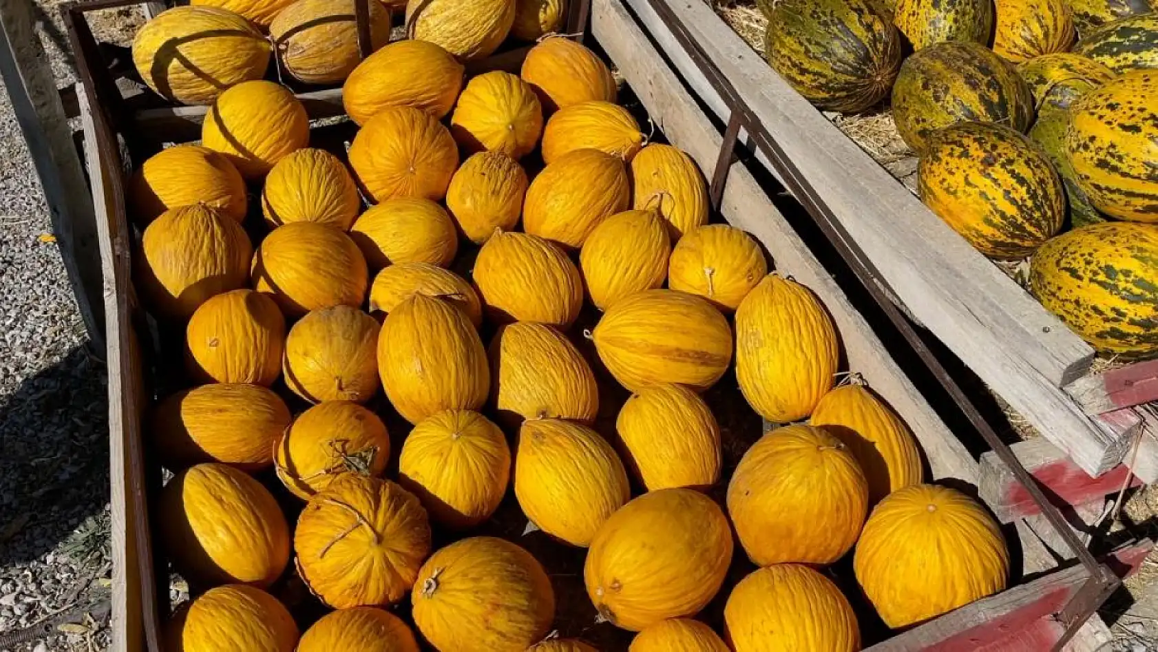 'Araştırmacı kavuncu dede' ata tohumlarını geleceğe taşıyor