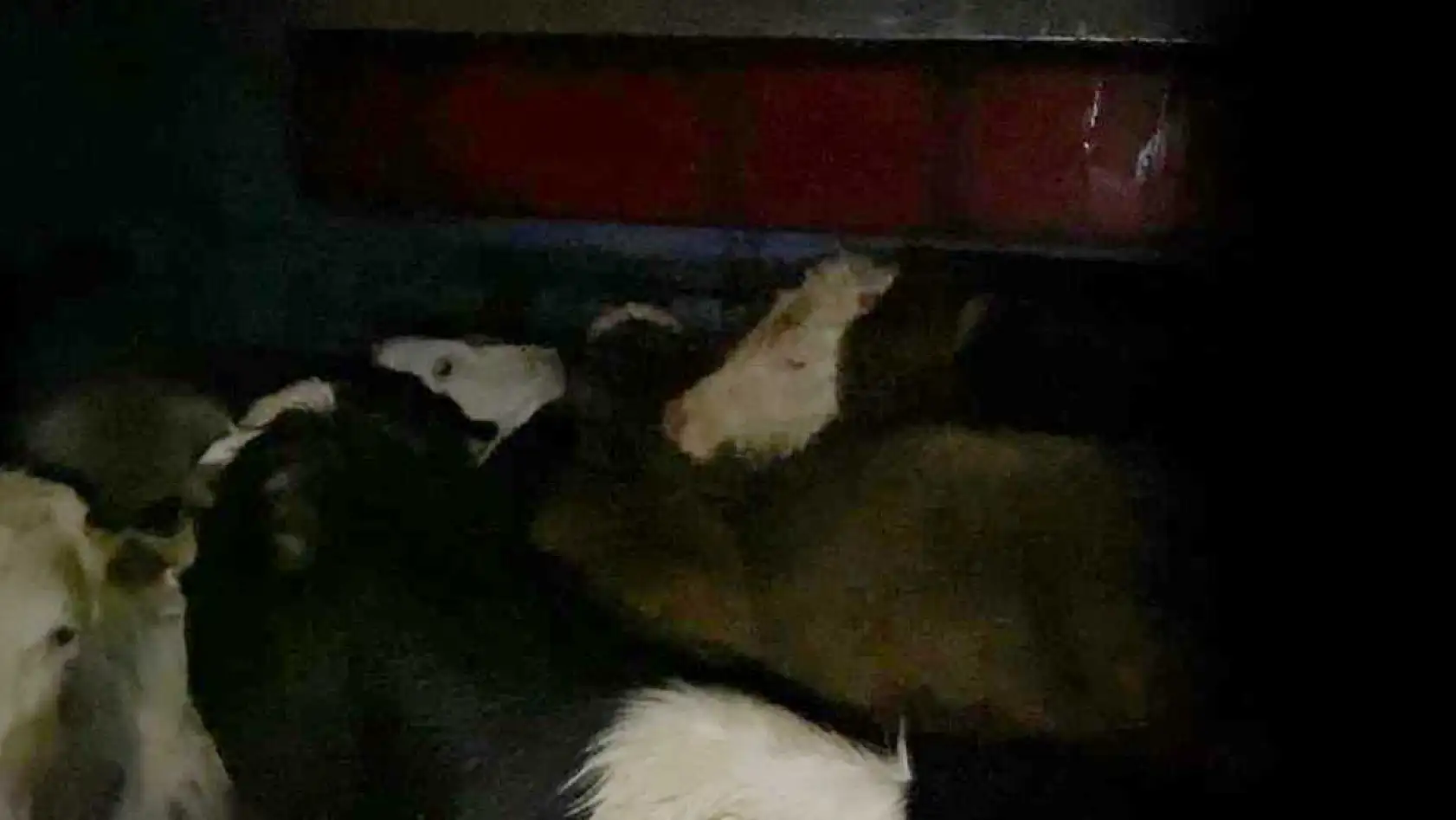 Burdur–Fethiye Yolunda Küpesiz Hayvan Taşıyan Besiciye 400 Bin Lira Ceza