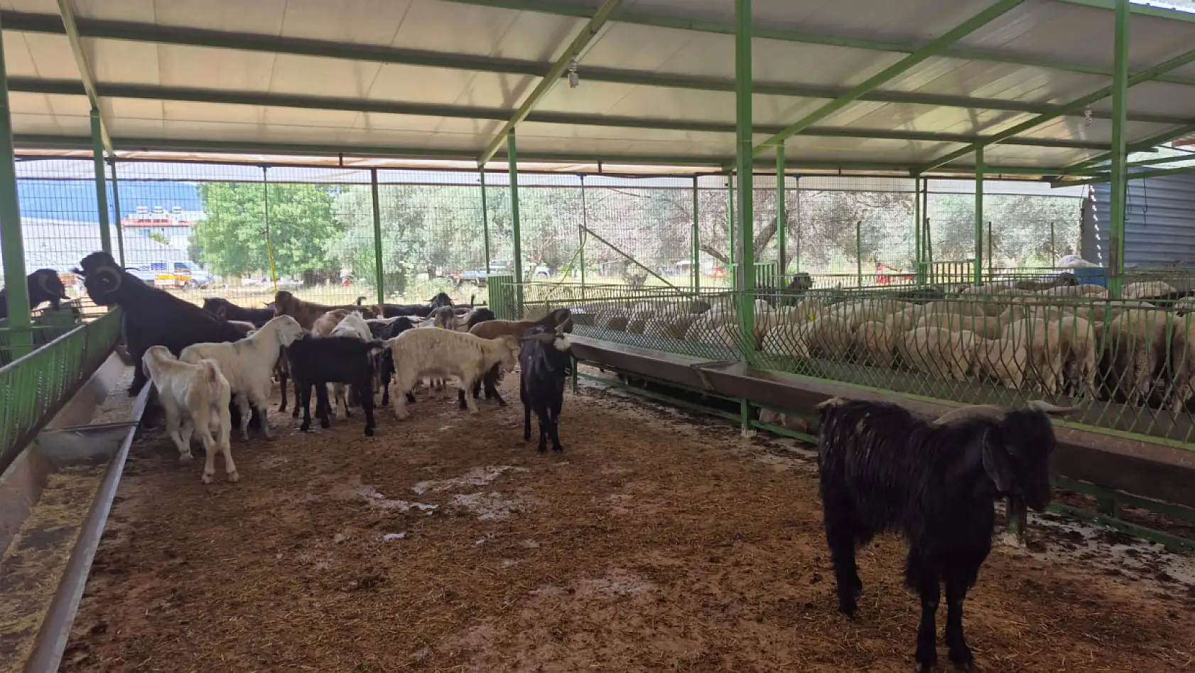 Fethiye'de kurbanlık satışları hız kazandı