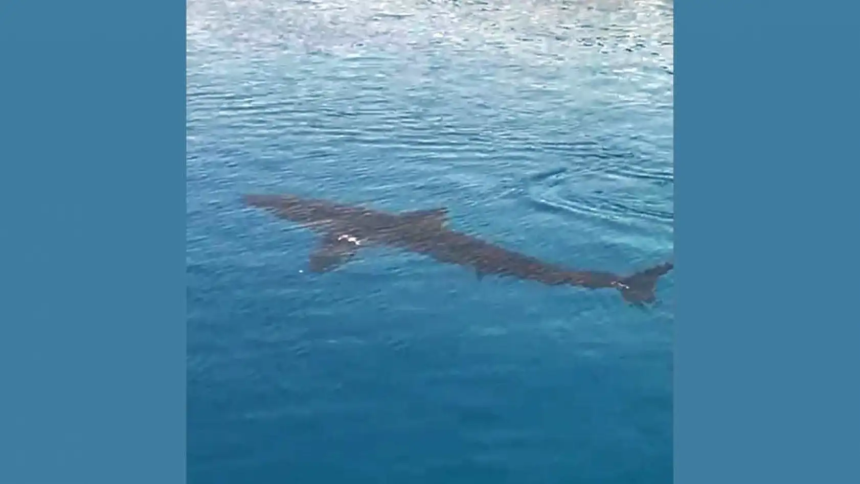 Gökova Körfezinde Beyaz Kum Köpekbalığı sürprizi