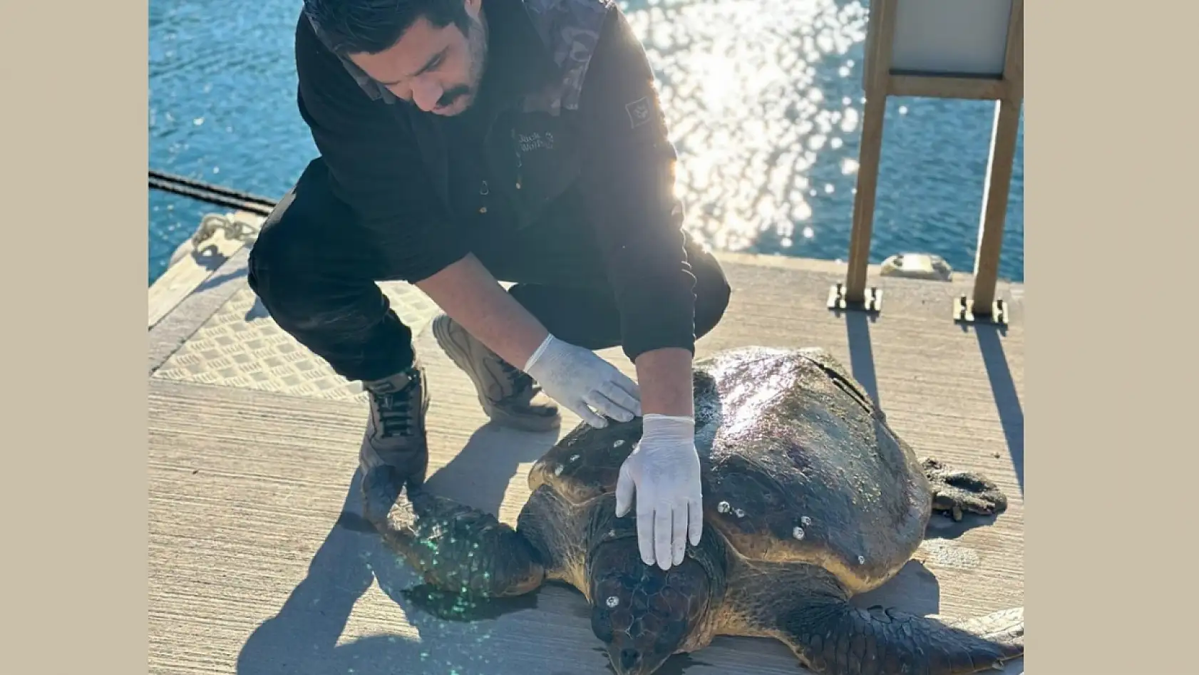 Datça'da denizde yaralı bulunan caretta caretta kurtarıldı