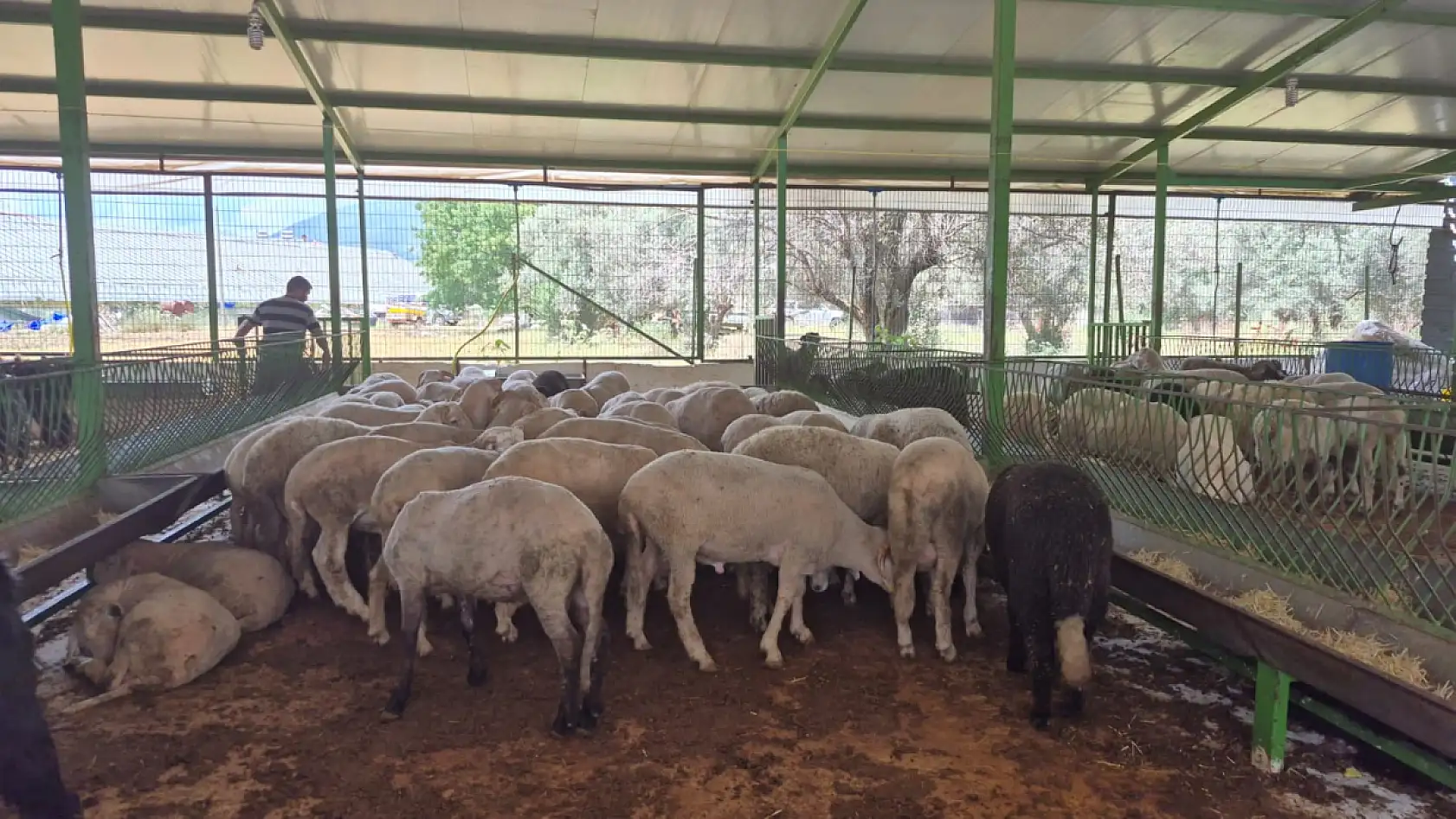 Fethiye'de kurbanlık satışları hız kazandı