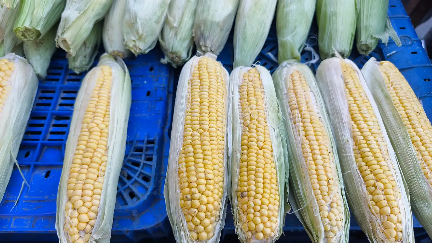 Fethiyeli Esnaf, Köz Mısıra Zam Yapmama Kararı Aldı