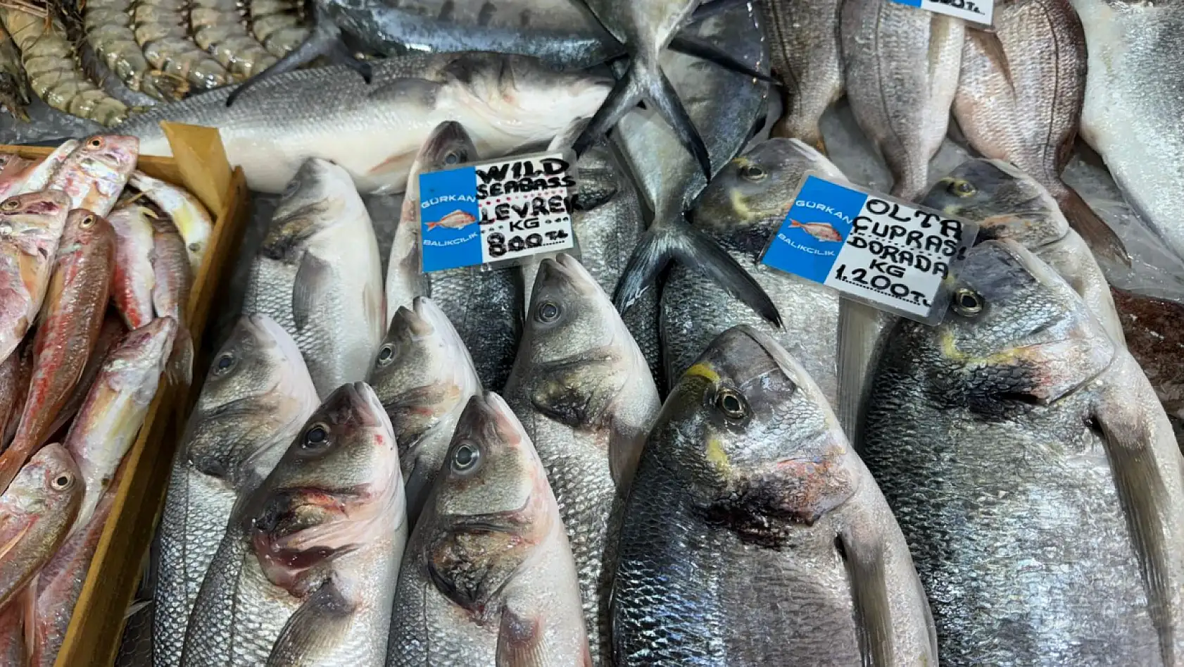 Fethiye Balık Pazarı'nda Güncel Fiyatlar! Levrek, Çupra, Sardalya