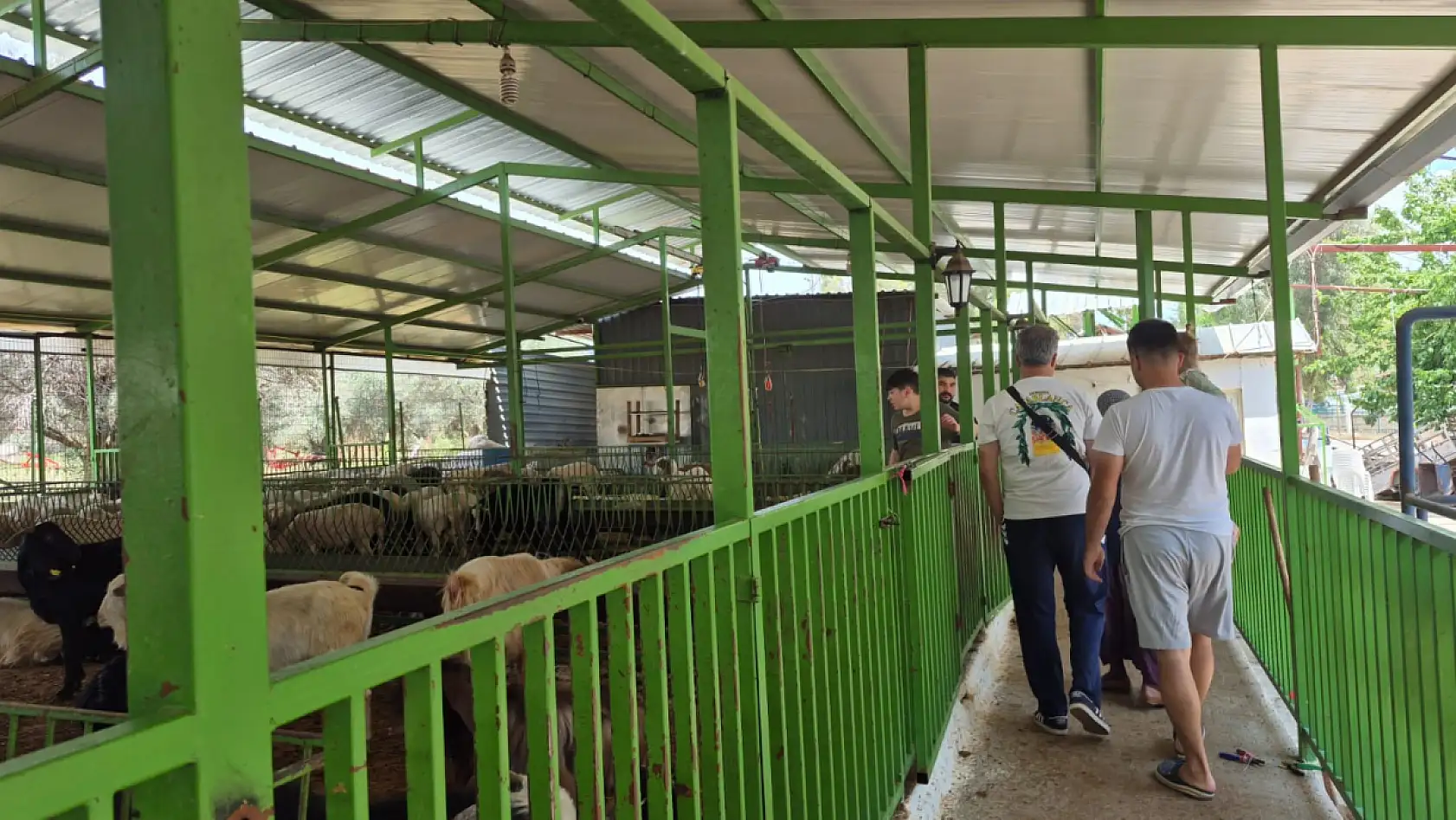 Fethiye'de kurbanlık satışları hız kazandı