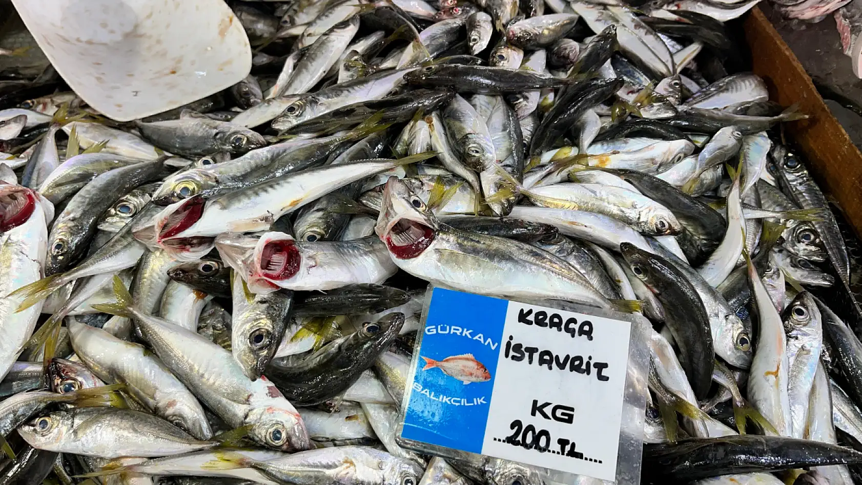 Fethiye Balık Pazarı'nda Fiyatlar ve Pazar Durumu