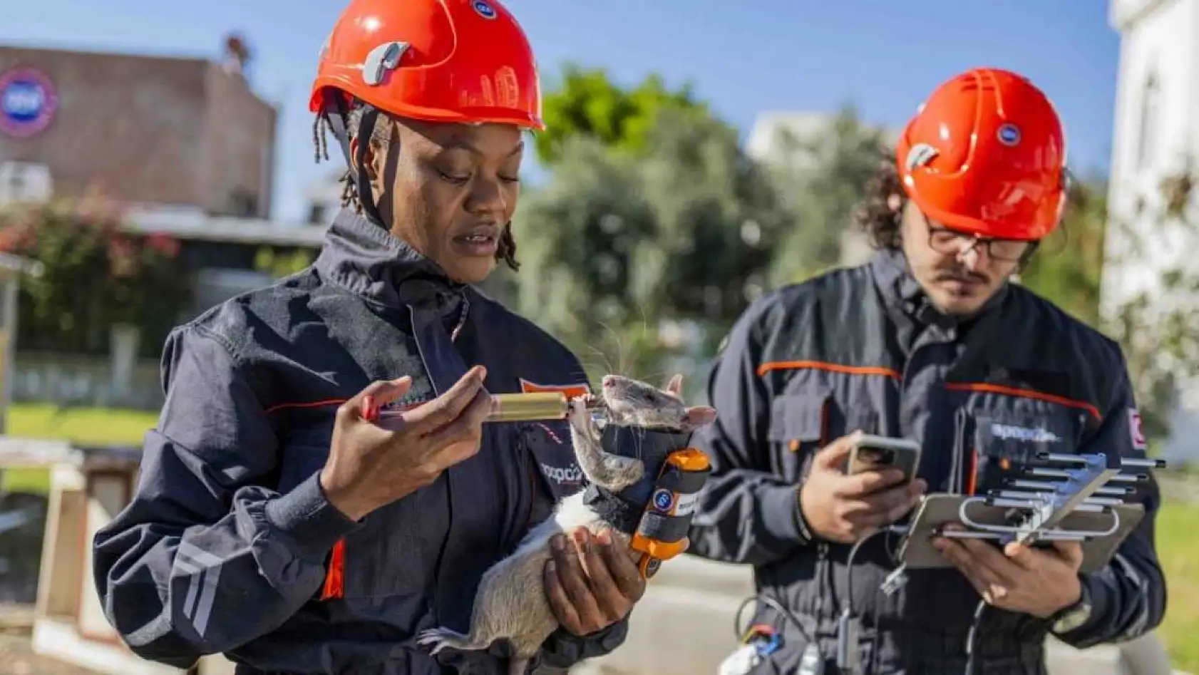 Arama kurtarmada yeni dönem: Enkaz altında kalanları kahraman fareler kurtaracak