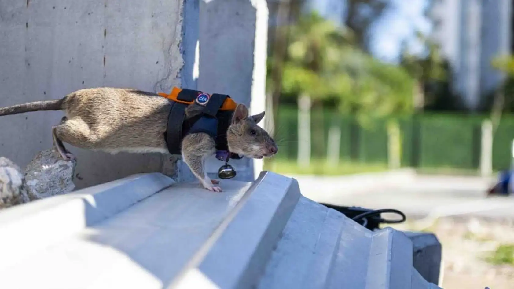 Arama kurtarmada yeni dönem: Enkaz altında kalanları kahraman fareler kurtaracak