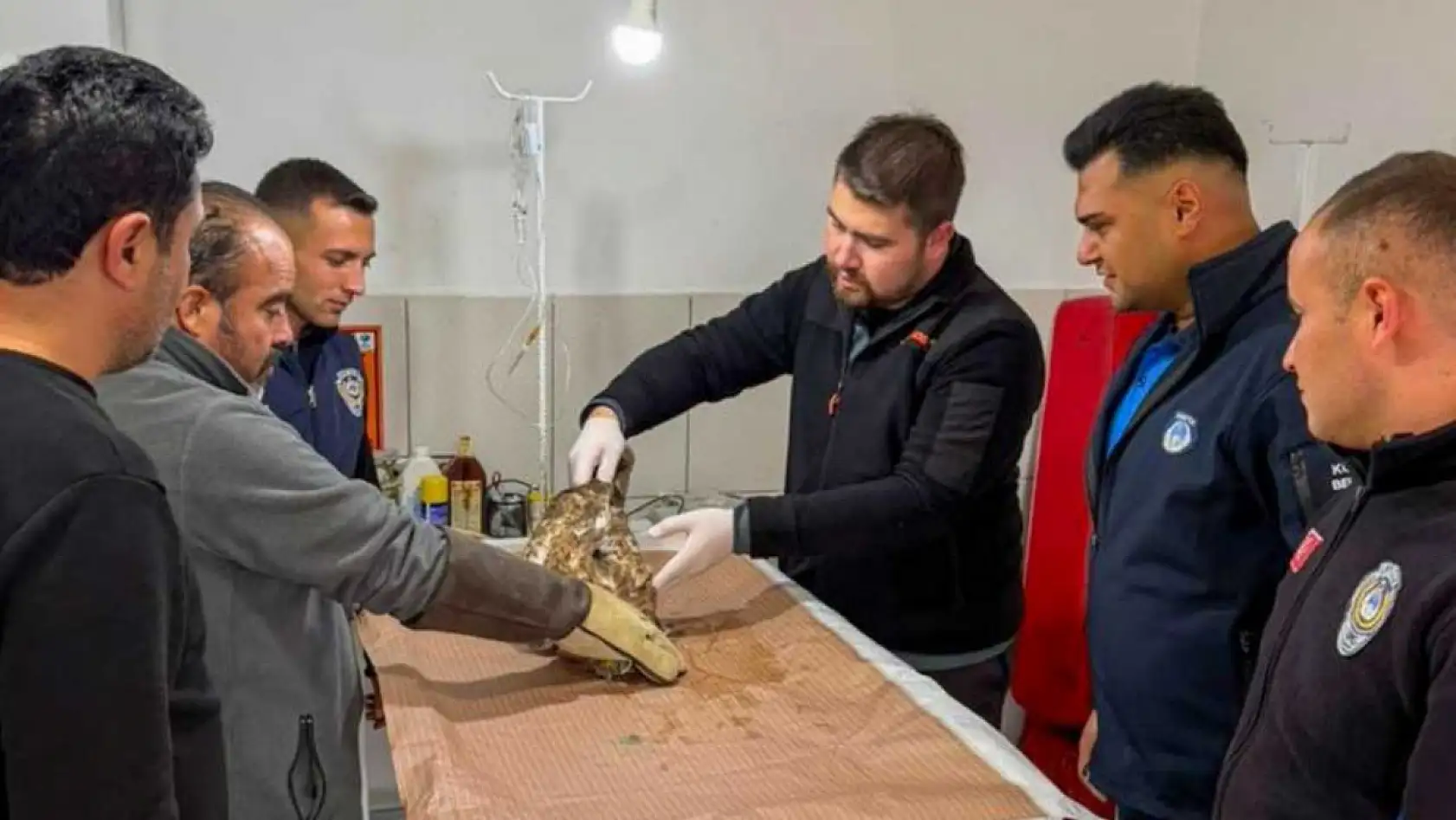 Yaralı atmaca tedavisi sonrası doğaya bırakıldı