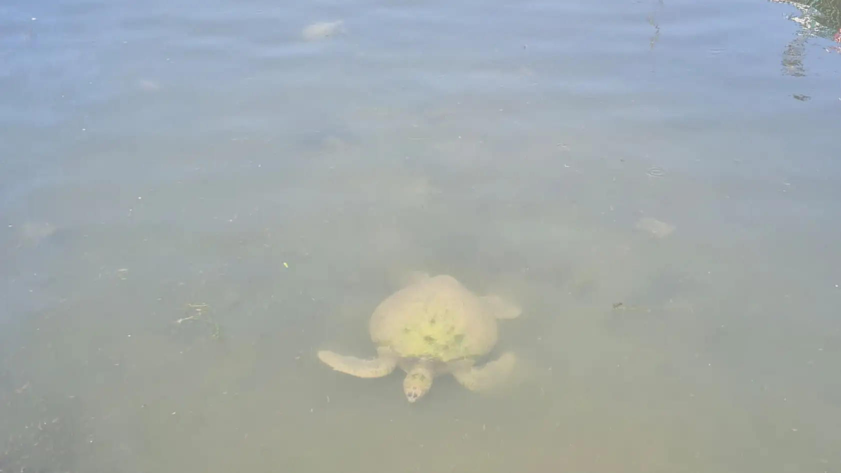 Fethiye'de Caretta Carettalar Dikkat Çekti