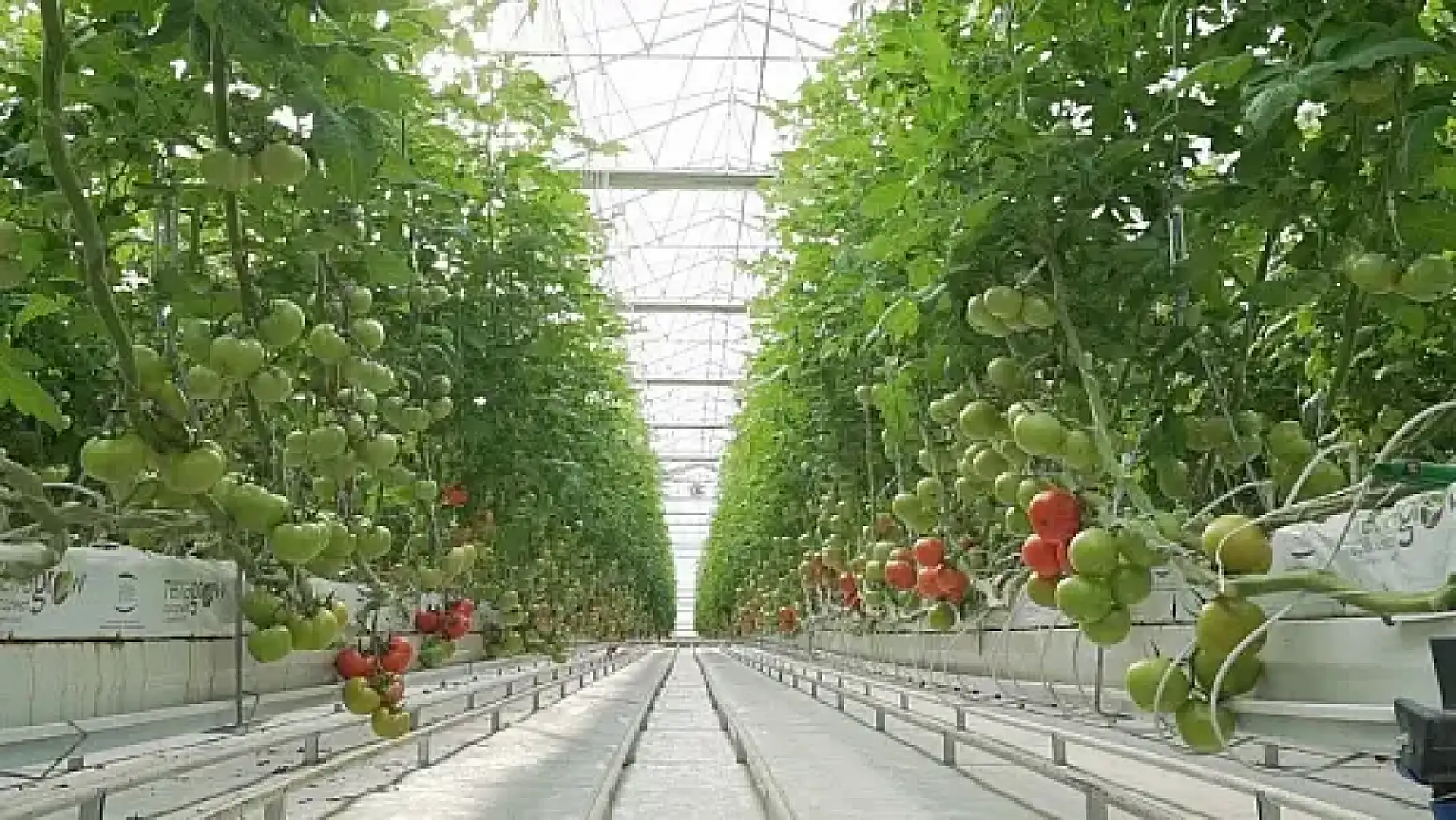 Fethiye Ziraat Odası Başkanı Karayiğit'ten Tarım Sigortası Uyarısı