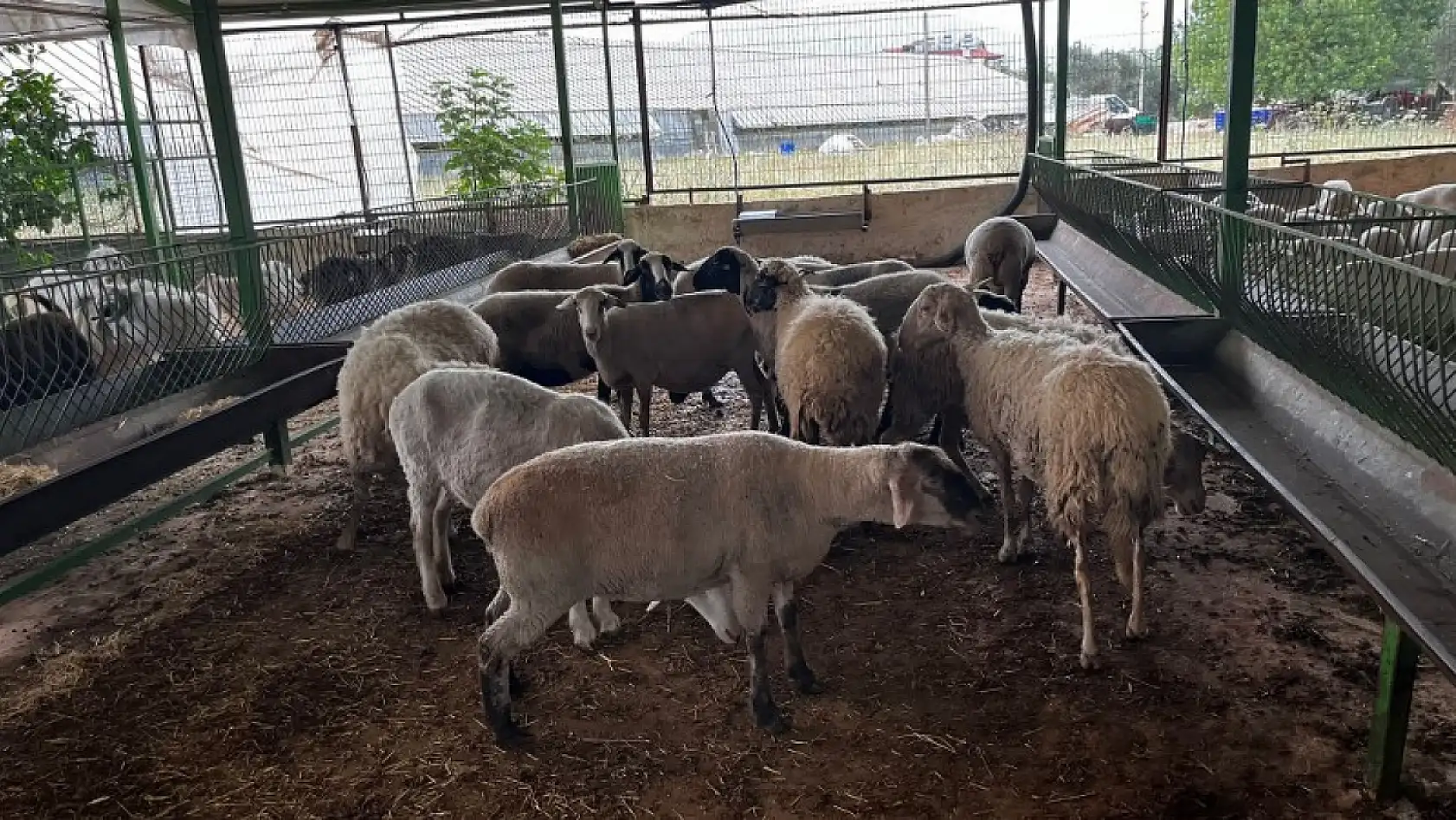 Fethiye'de kurbanlık satışları başladı En ucuzu 10, en pahalısı ise 170 bin TL 