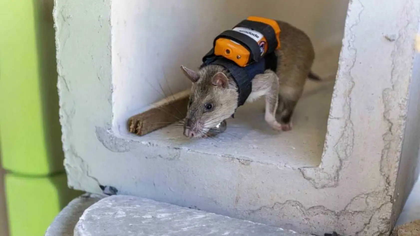 Arama kurtarmada yeni dönem: Enkaz altında kalanları kahraman fareler kurtaracak