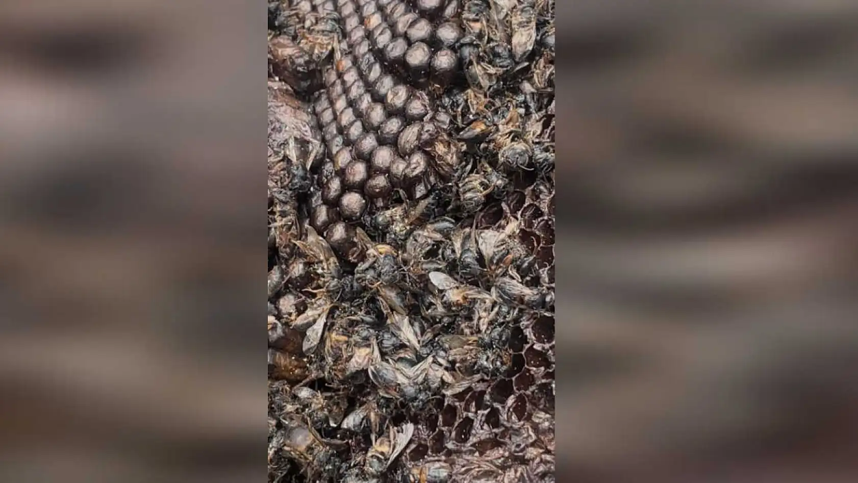 Milyonlarcası ateşe uçtu bir daha geri dönmedi